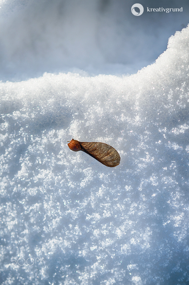 Nikon AF-S DX Micro Nikkor 40mm F2.8 sample photo. Snow wing photography