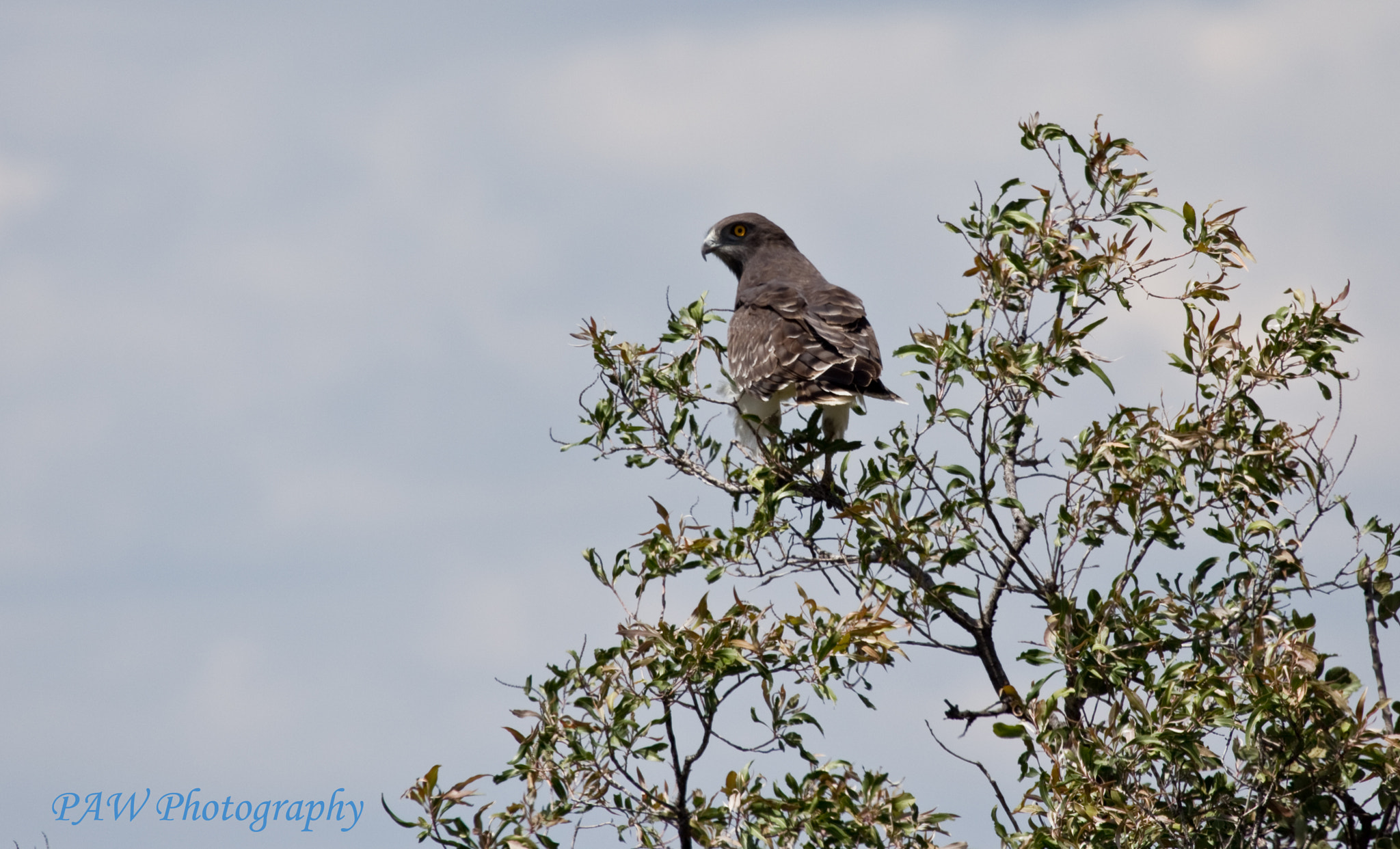 Canon EOS 60D sample photo. Black chested snake eagle photography