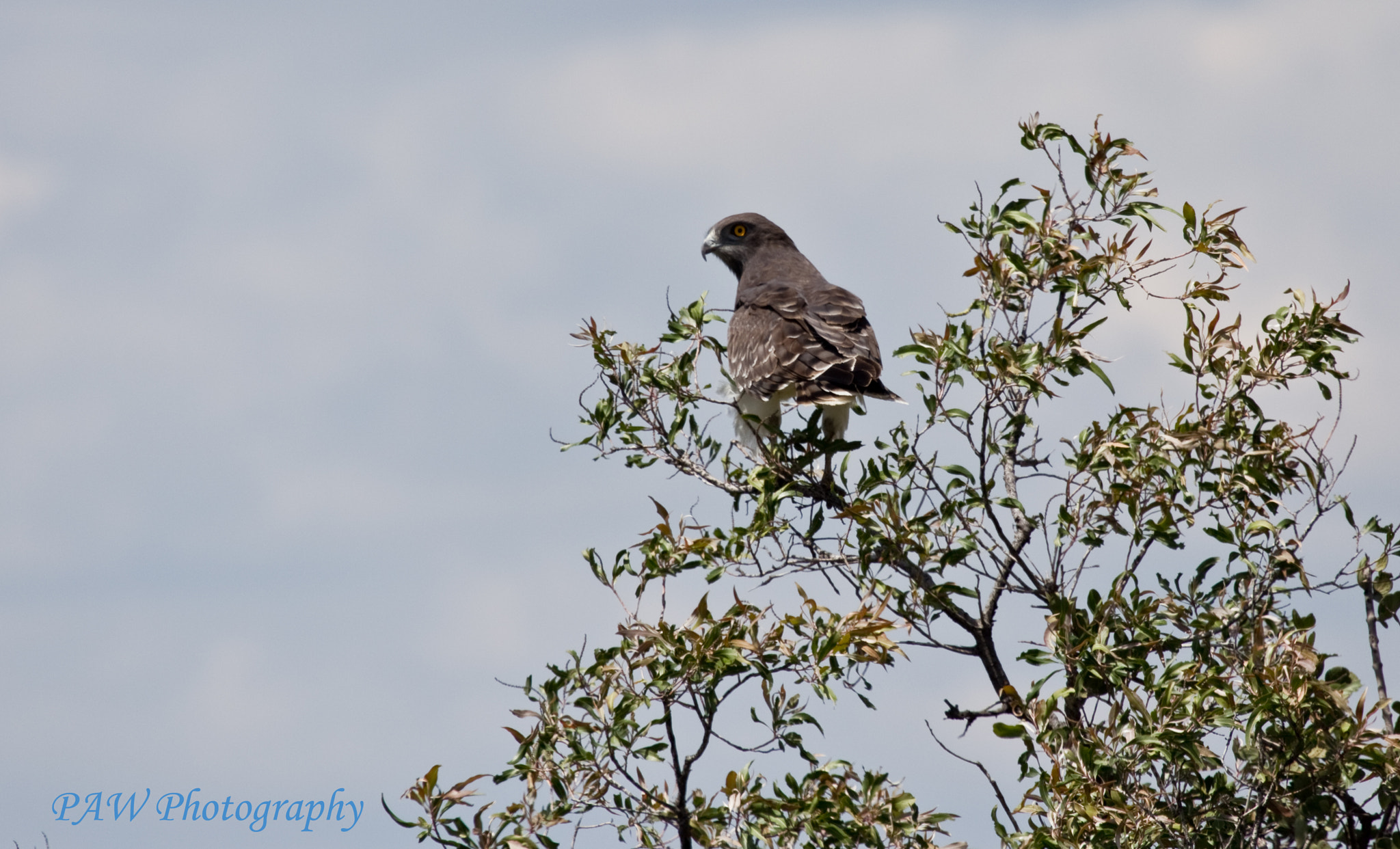 Canon EF 100-400mm F4.5-5.6L IS USM sample photo. Black chested snake eagle photography