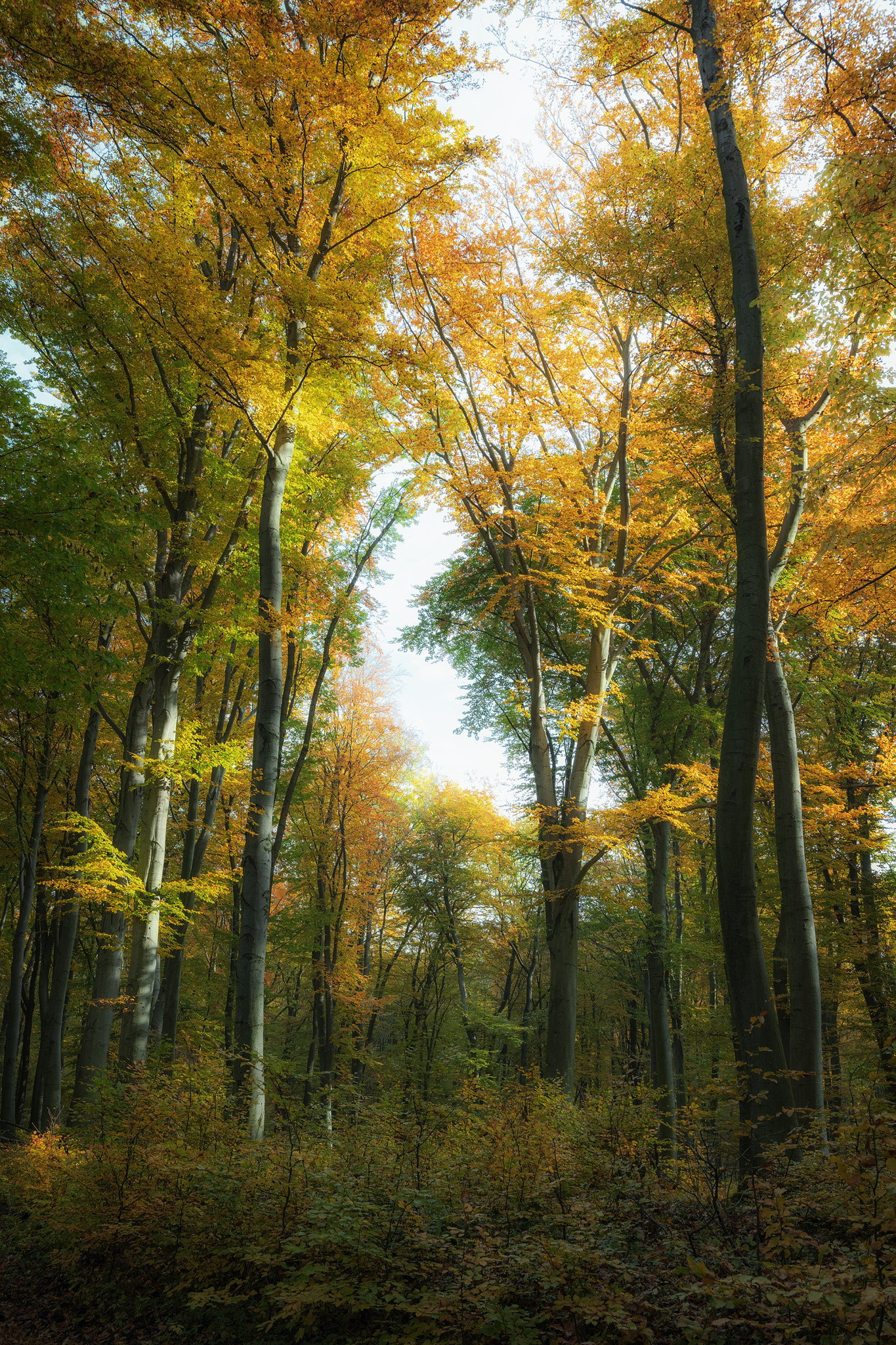 Nikon D5300 + Sigma 18-35mm F1.8 DC HSM Art sample photo. Autumn colors photography