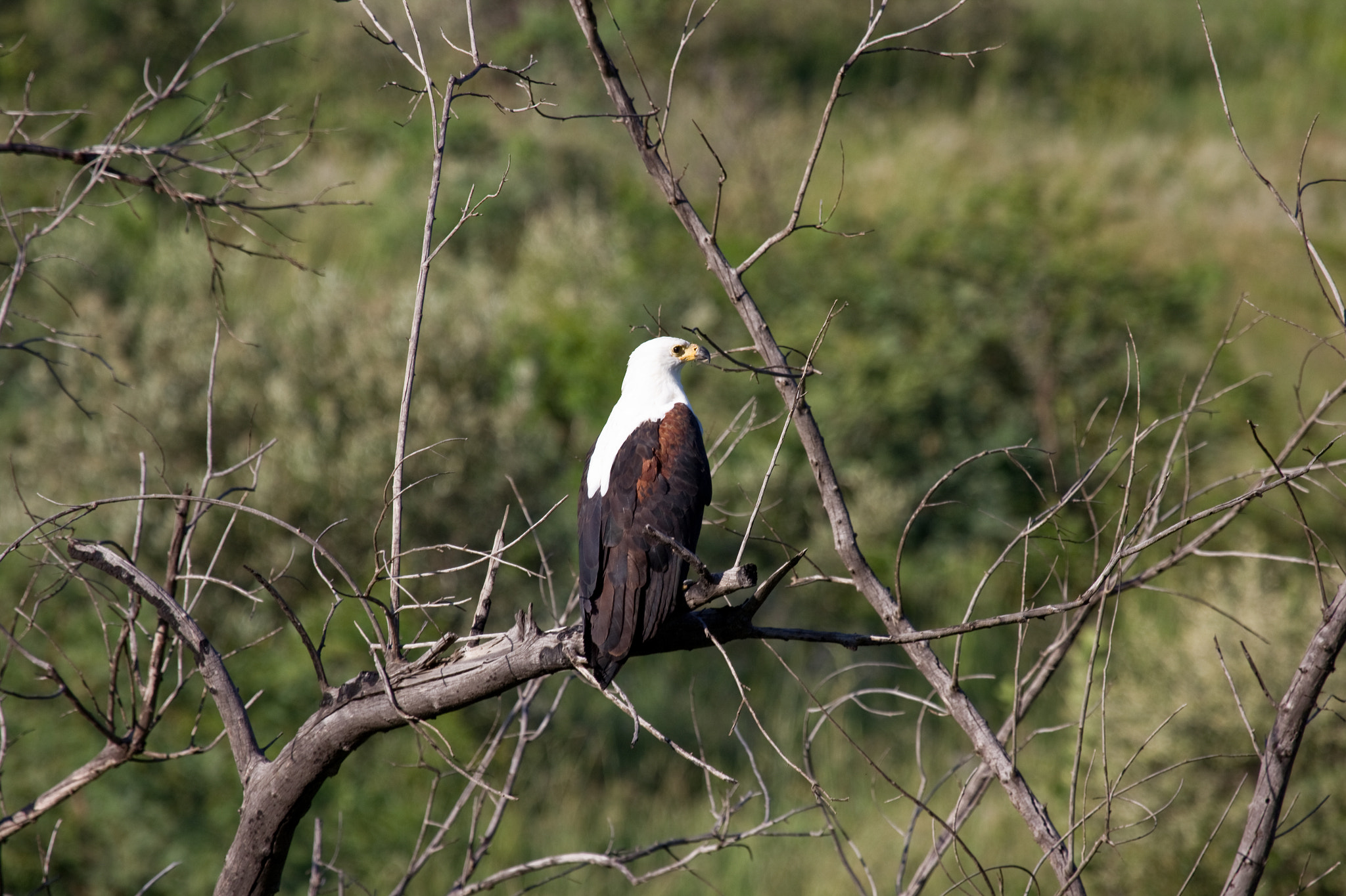 Canon EF 100-400mm F4.5-5.6L IS USM sample photo. Fish eagle photography