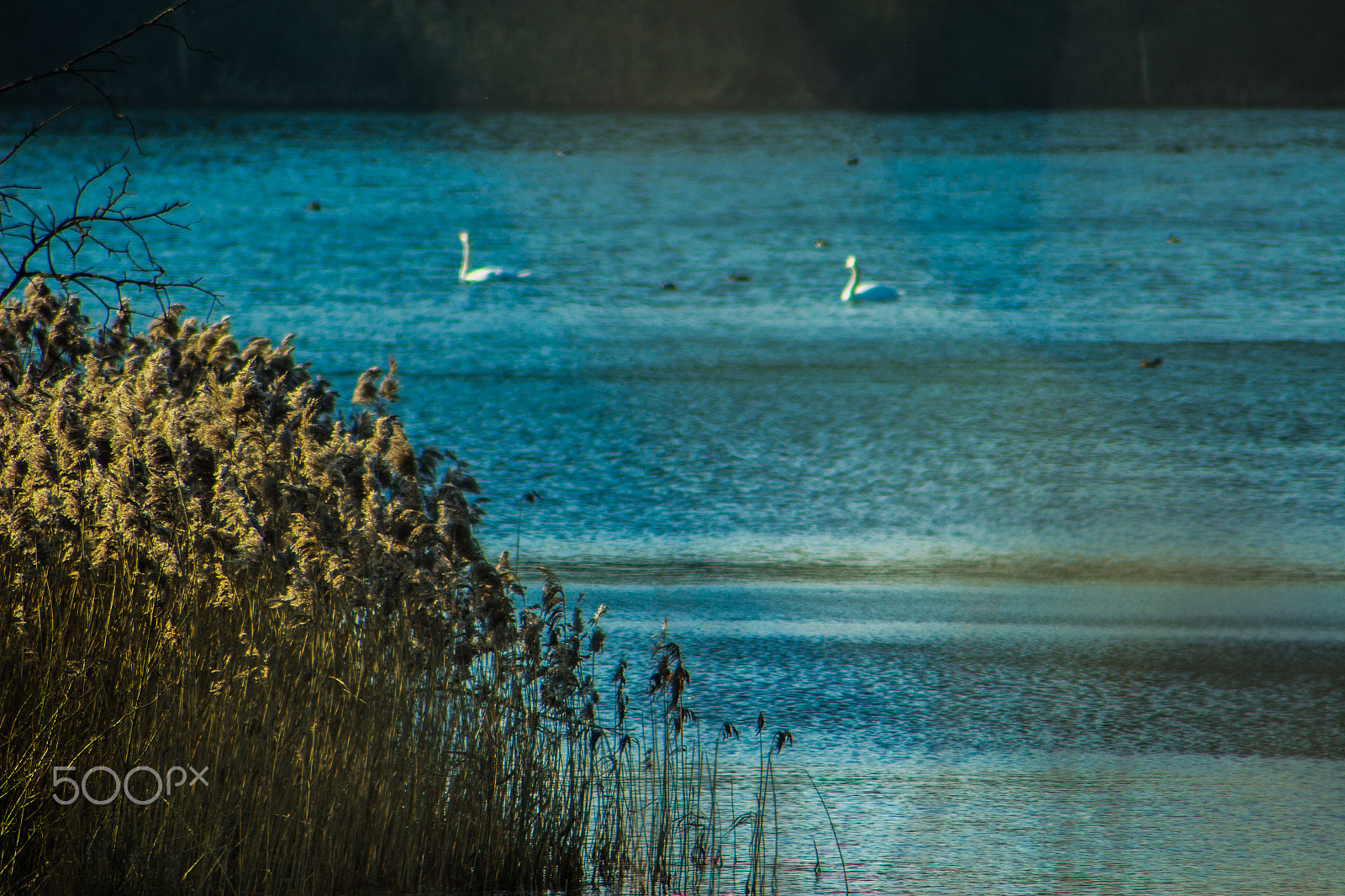 Canon EOS 100D (EOS Rebel SL1 / EOS Kiss X7) sample photo. Swan lake photography