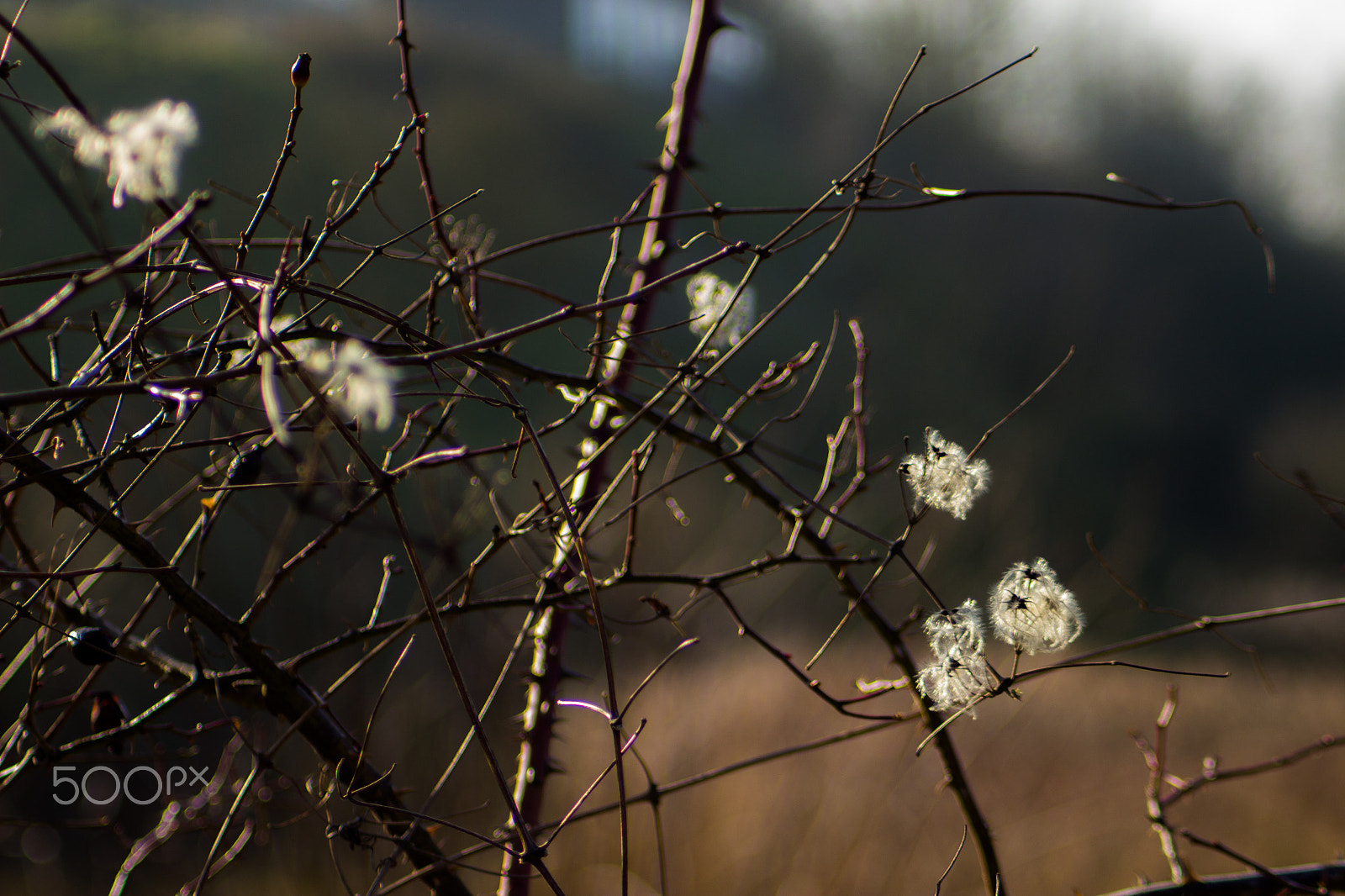 Canon EOS 100D (EOS Rebel SL1 / EOS Kiss X7) sample photo. Twigs and fluff photography