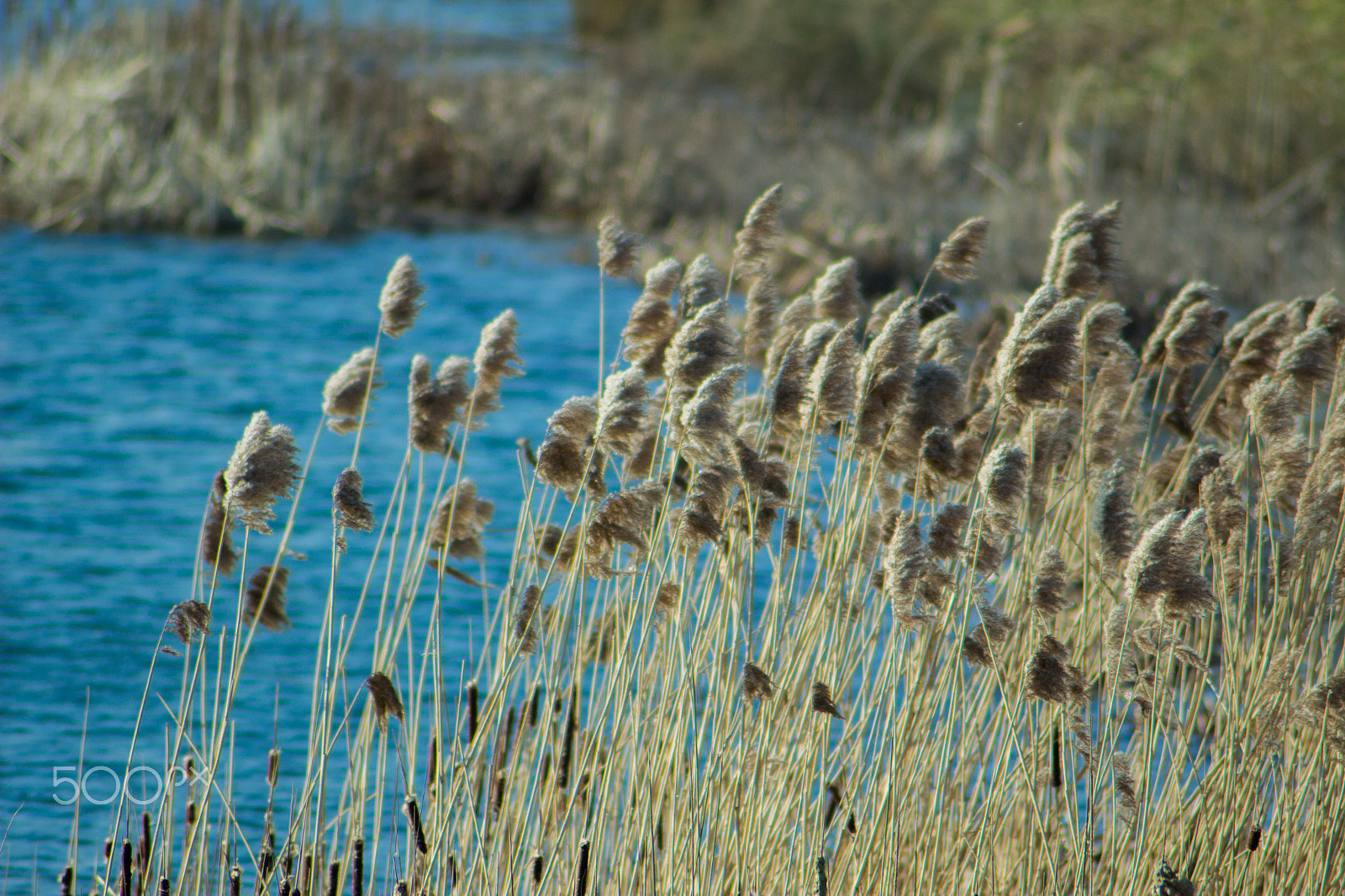 Canon EOS 100D (EOS Rebel SL1 / EOS Kiss X7) sample photo. Drinking at the lake photography