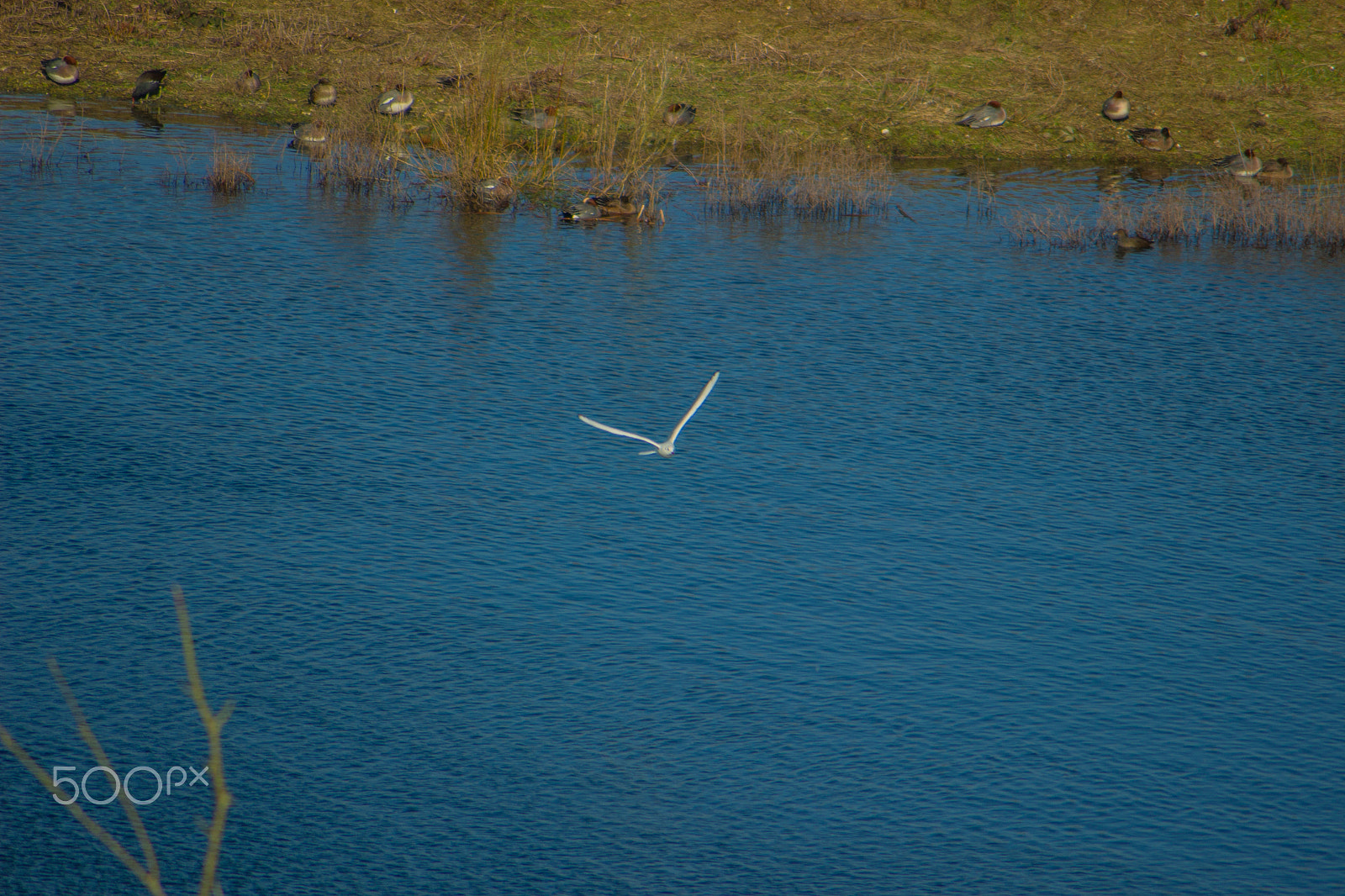 Canon EOS 100D (EOS Rebel SL1 / EOS Kiss X7) sample photo. Soaring over the blue photography