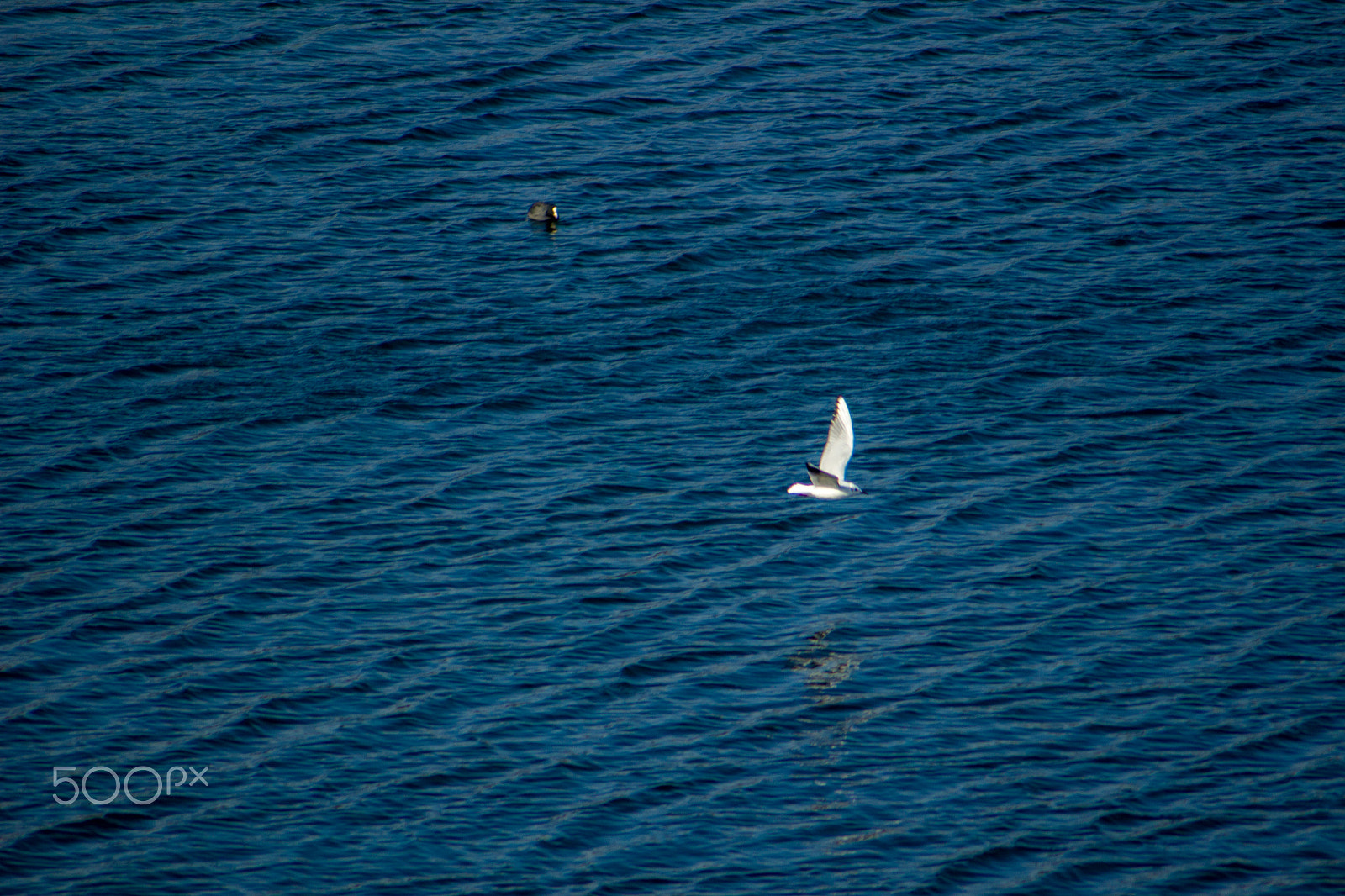 Canon EOS 100D (EOS Rebel SL1 / EOS Kiss X7) sample photo. Flying and swimming photography