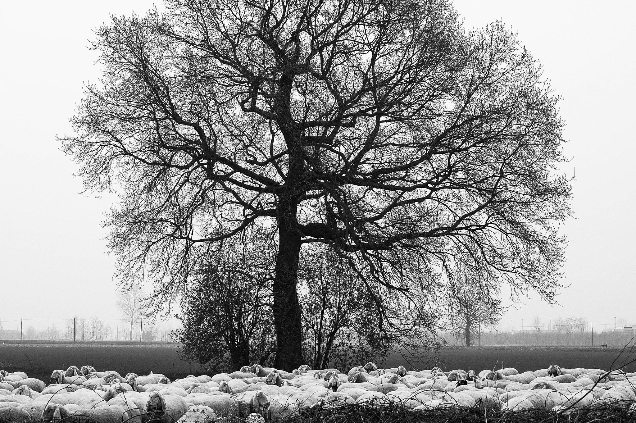 Nikon D70 sample photo. The sheep photography