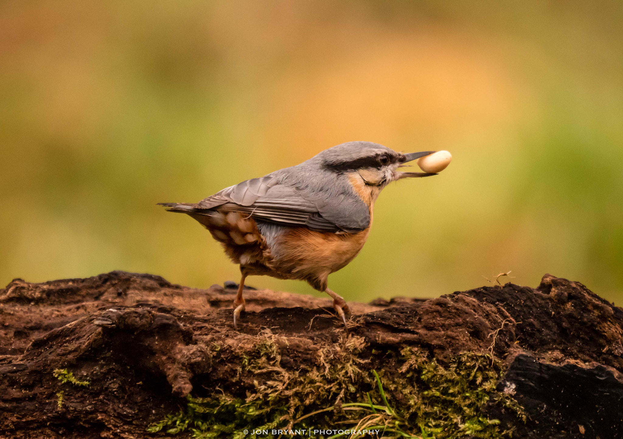 Panasonic Lumix DMC-GH4 sample photo. The nuthatch and the nut (lumix gh5) photography