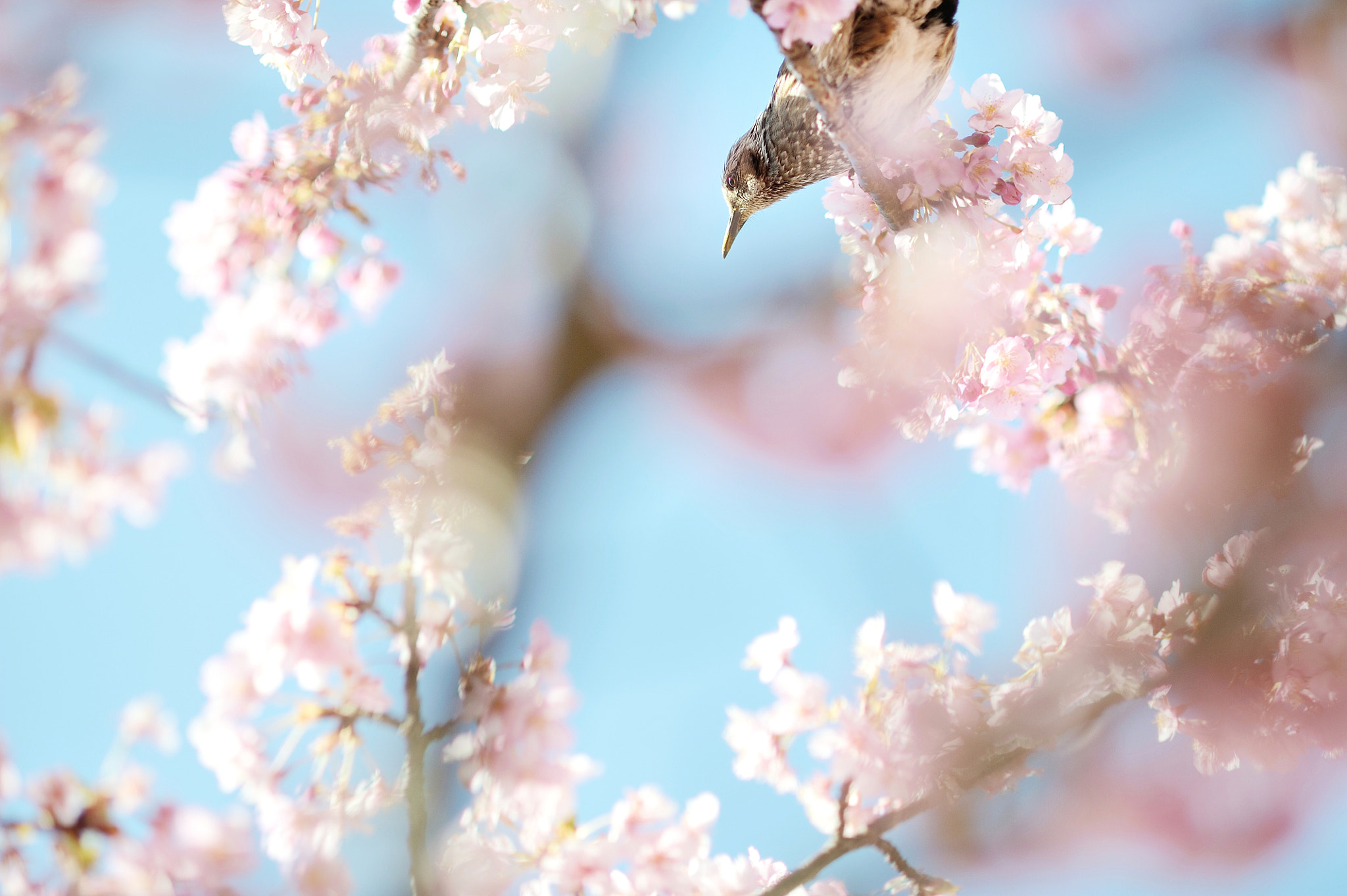 AF DC-Nikkor 135mm f/2D sample photo. Ready? photography