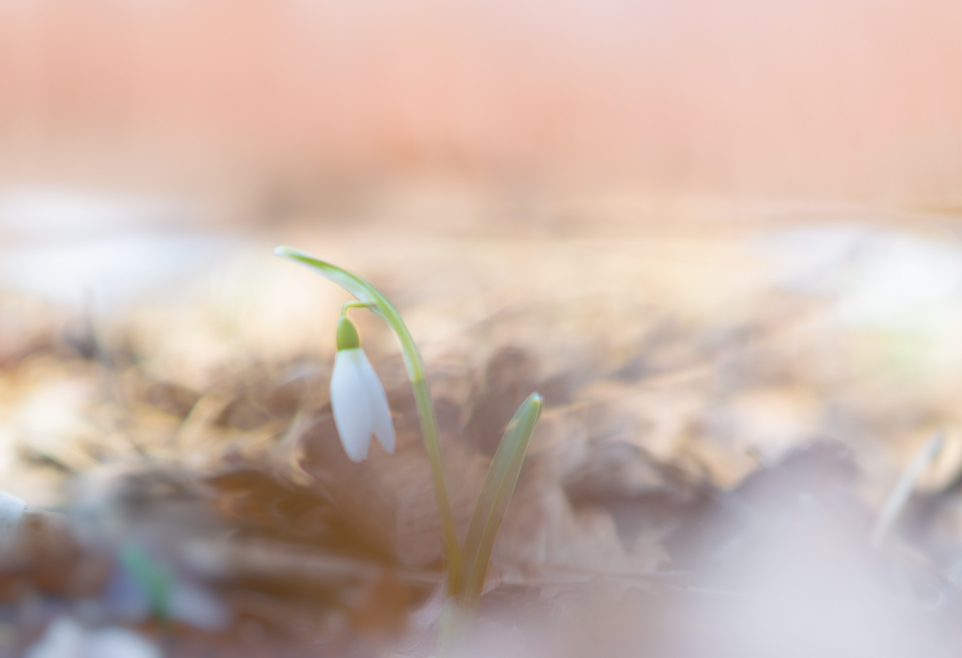 Nikon D5300 + Nikon AF-S Nikkor 28mm F1.8G sample photo. Der frühling kommt photography