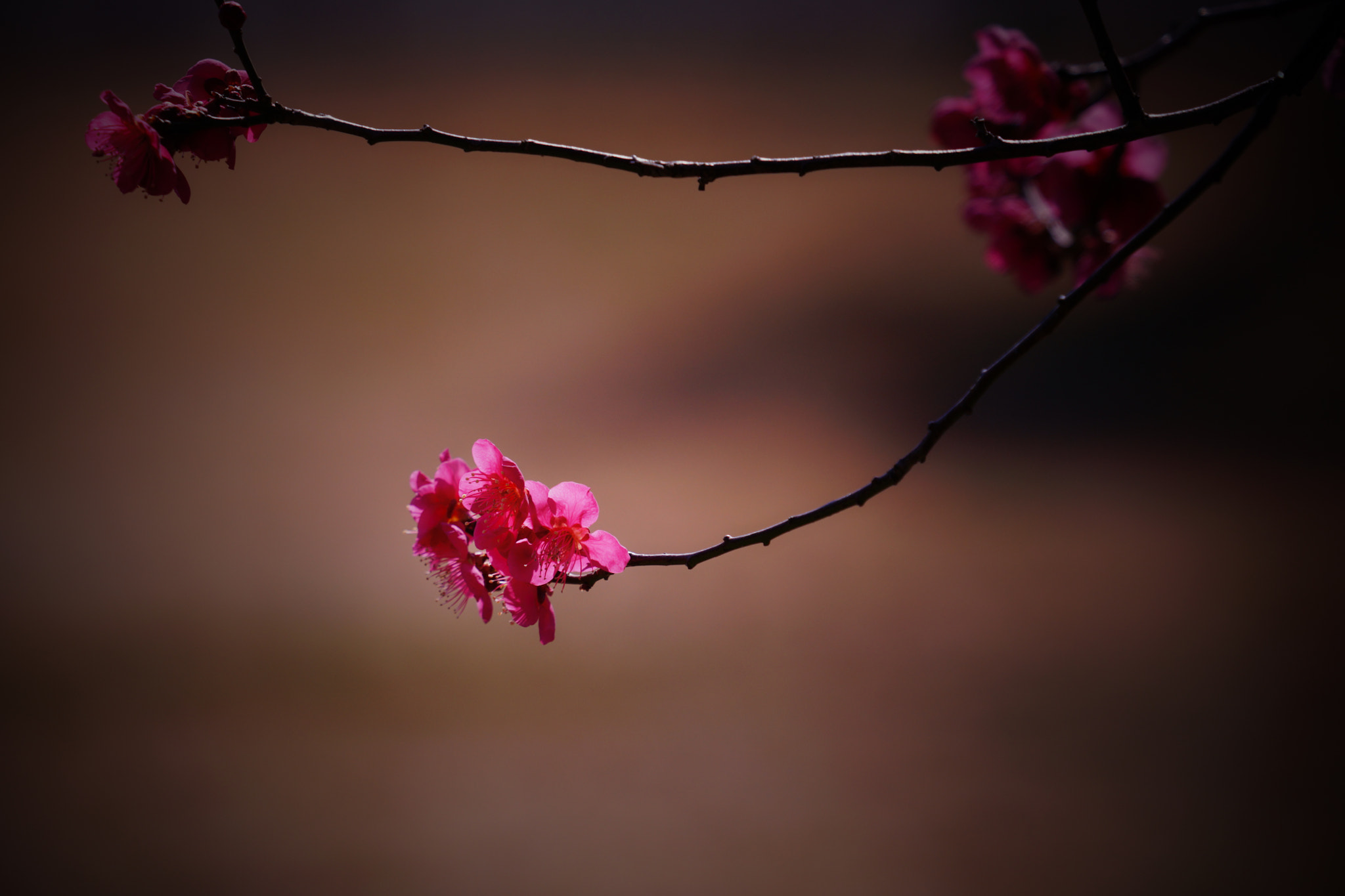 Sony a7 II sample photo. Red plum blossom photography