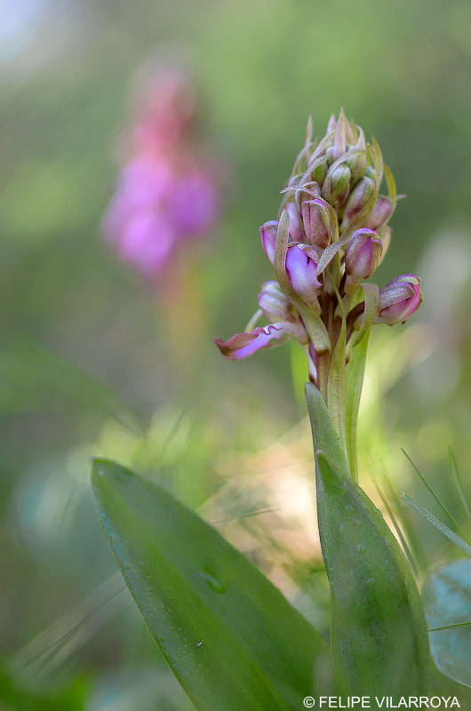 Nikon D7000 + Sigma 70mm F2.8 EX DG Macro sample photo. Barlia photography