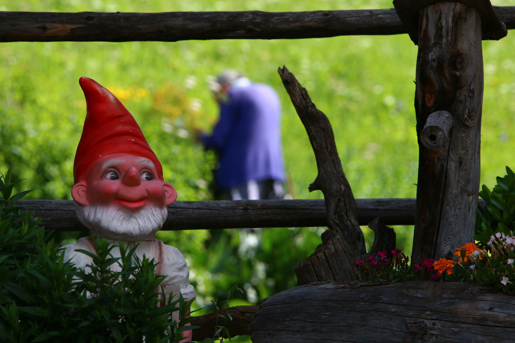 Canon EOS 70D + Sigma 70-200mm F2.8 EX DG OS HSM sample photo. Sneaky dwarf photography