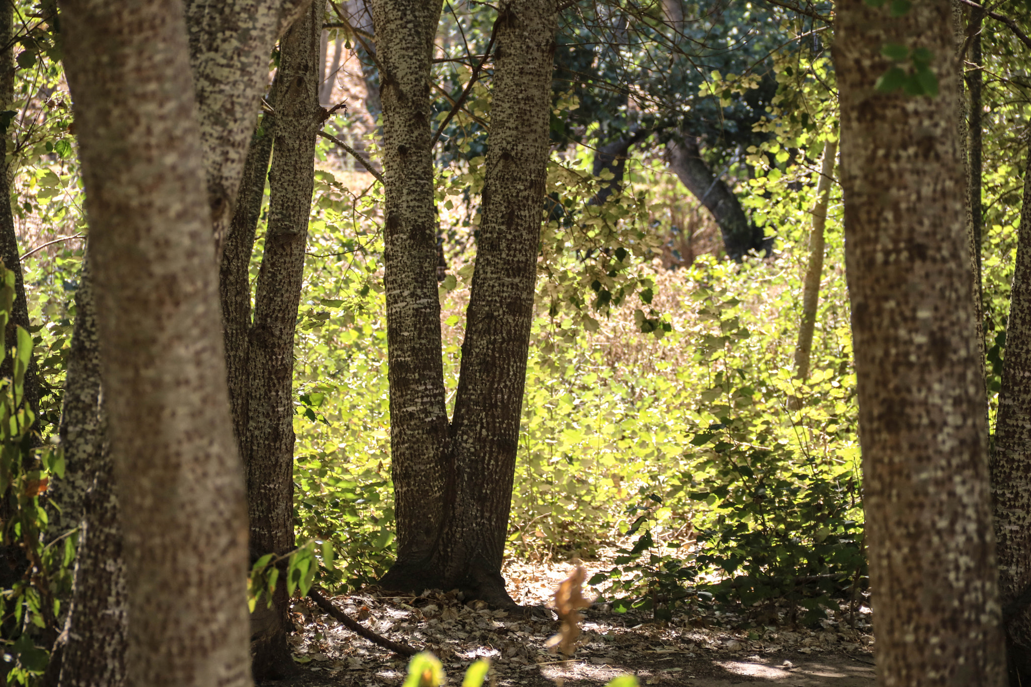 Canon EOS 750D (EOS Rebel T6i / EOS Kiss X8i) sample photo. Tranquility photography