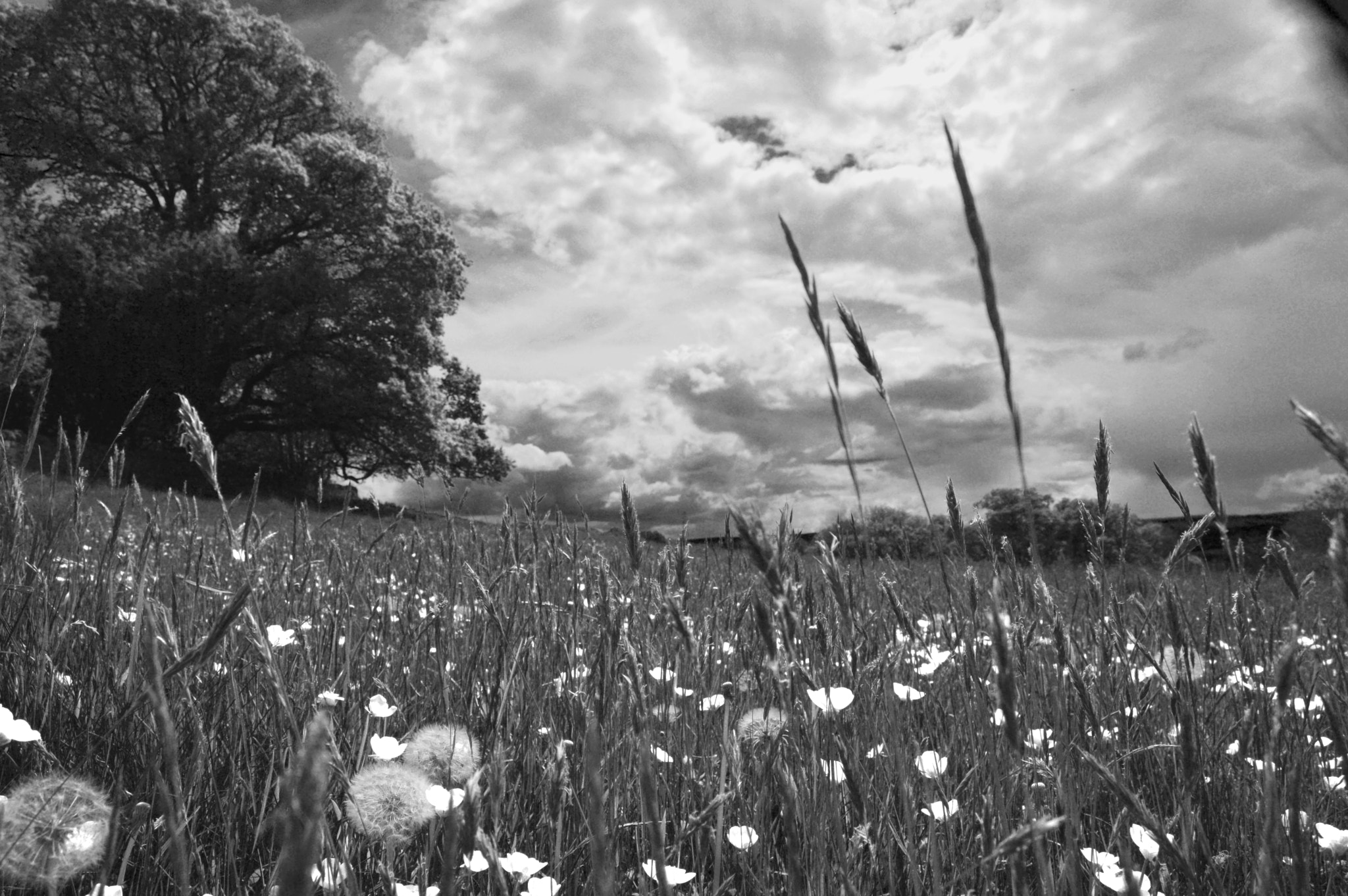 Nikon D3200 + Zeiss Milvus 35mm f/2 sample photo. Dark glass light flowers photography