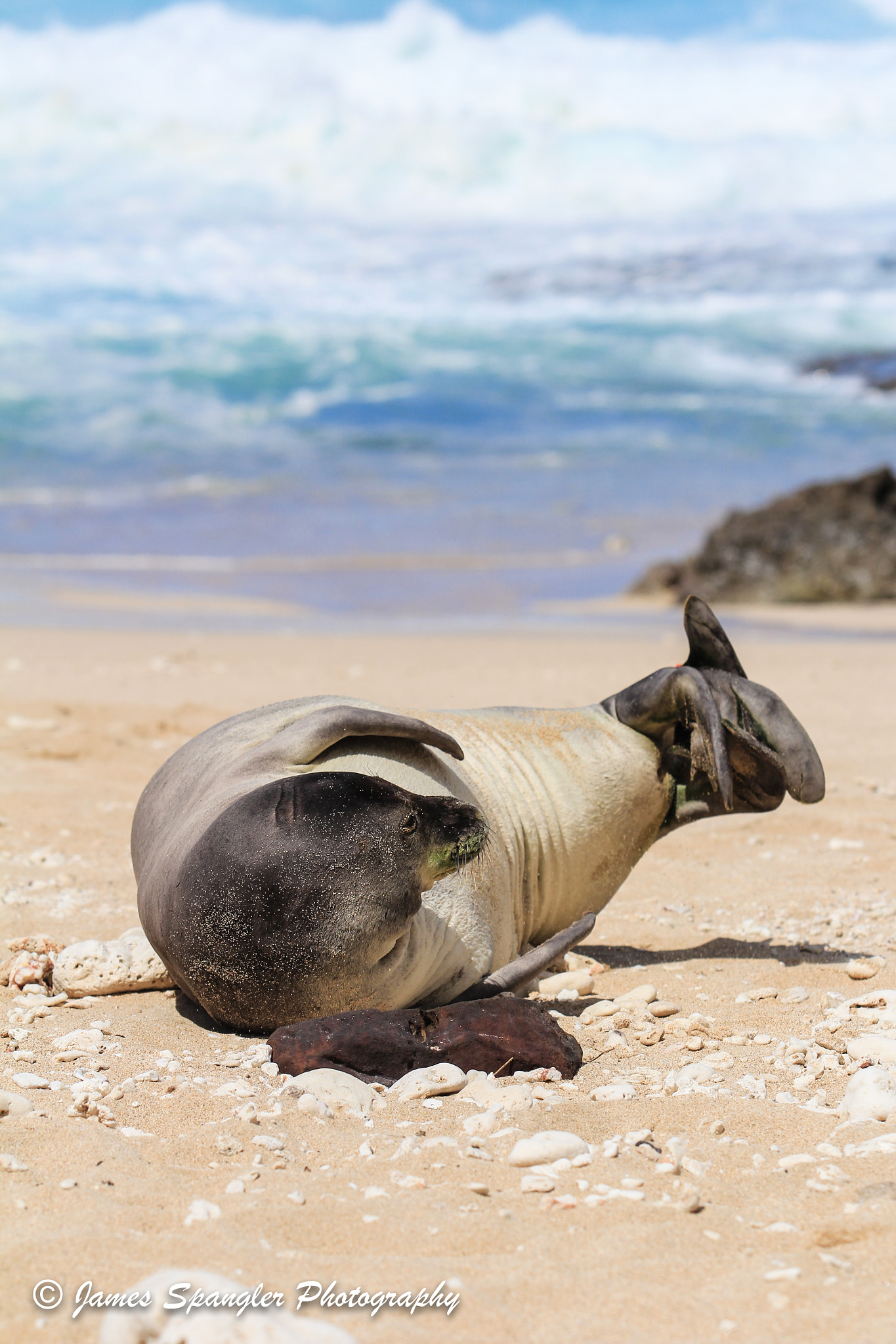 Canon EF 70-200mm F2.8L USM sample photo. Hawaiian monk seal photography