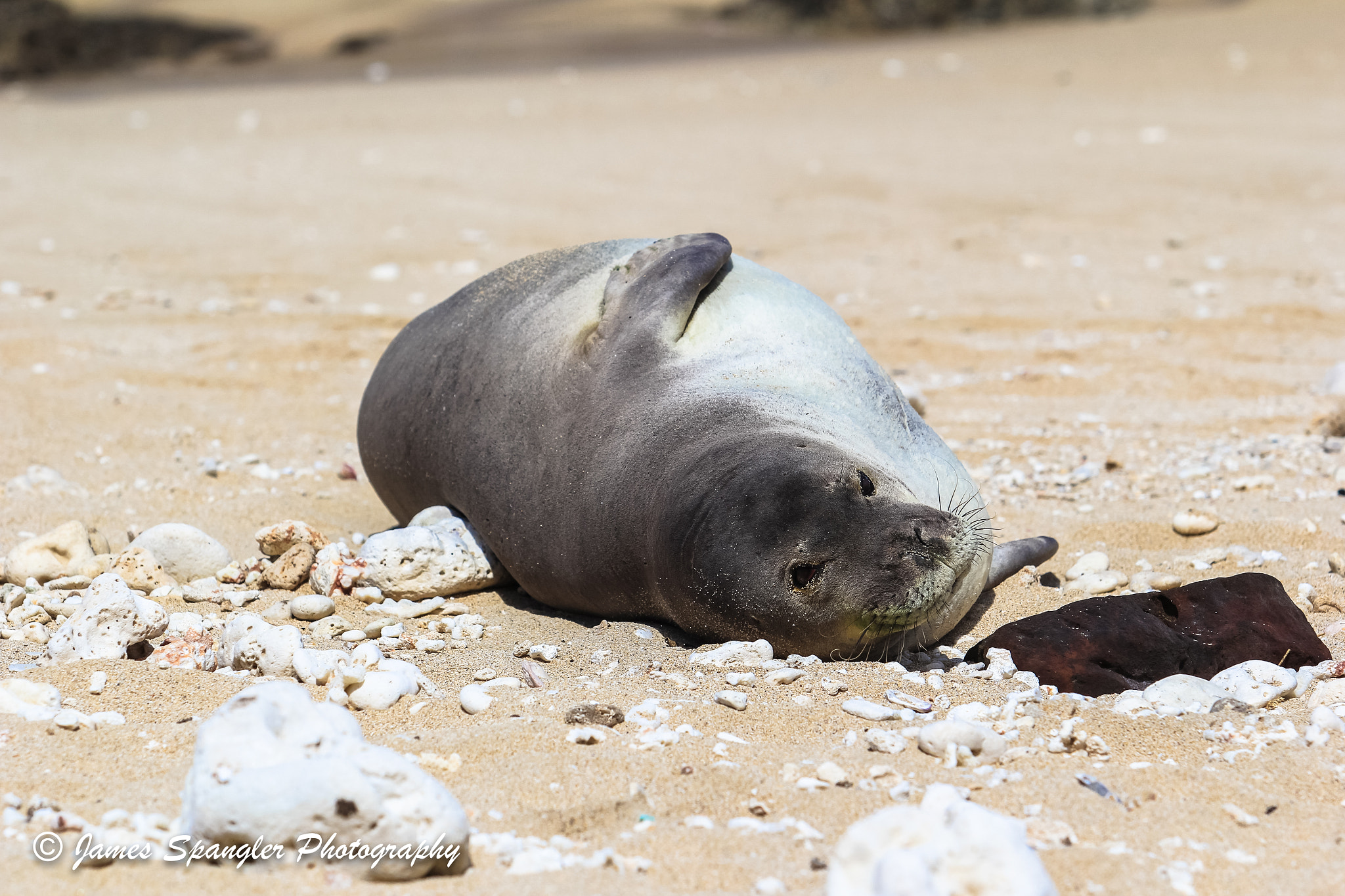 Canon EOS 60D sample photo. Hawaiian monk seal photography