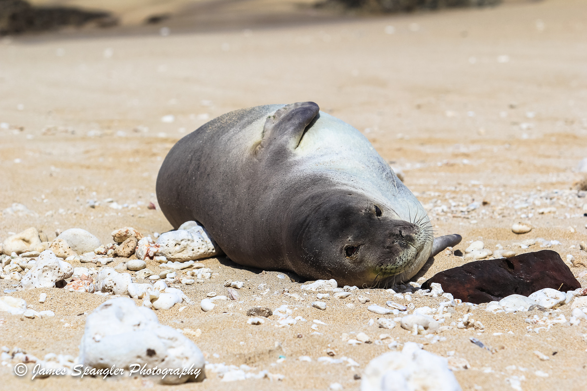 Canon EF 70-200mm F2.8L USM sample photo. Hawaiian monk seal photography