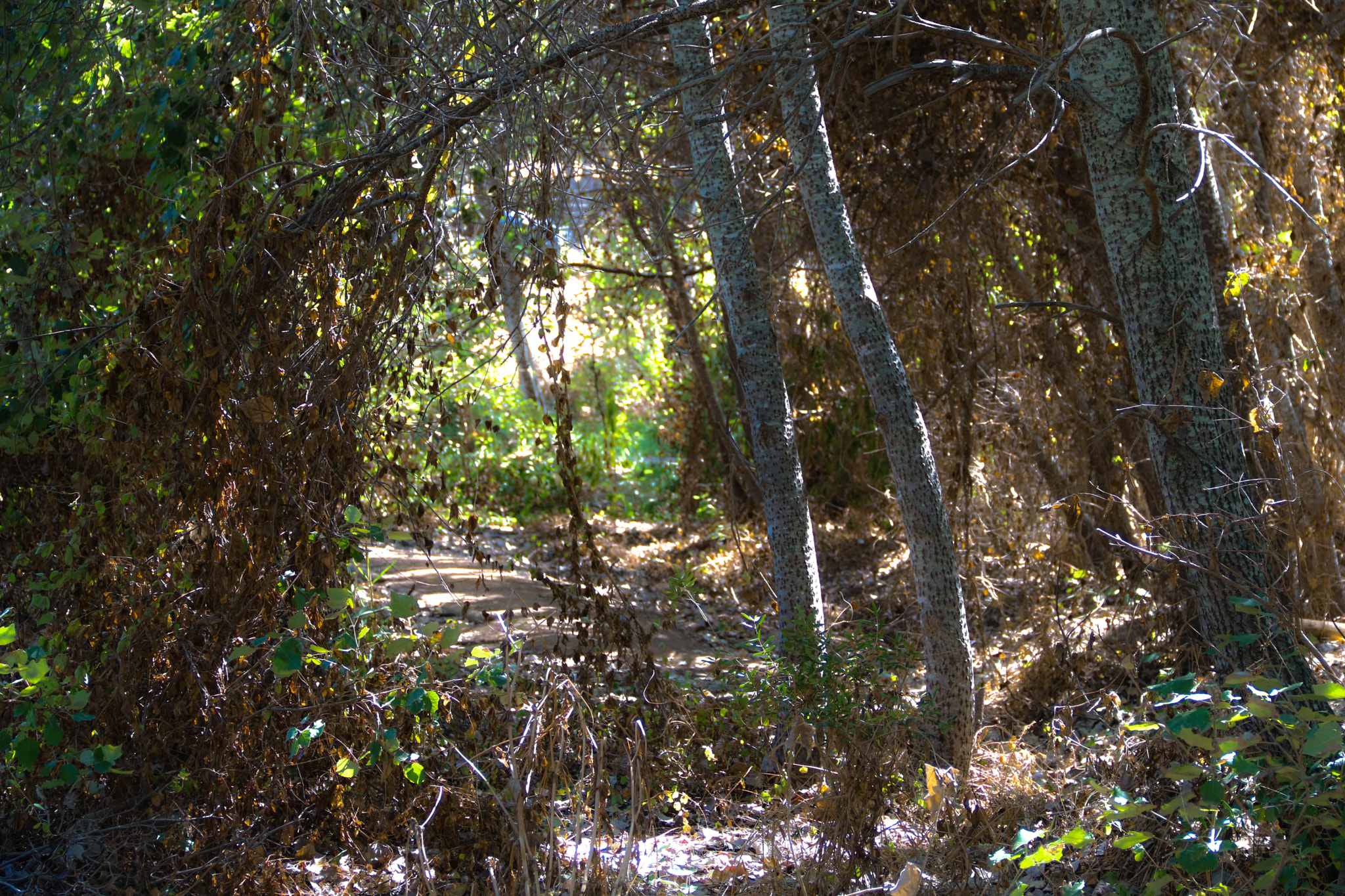Canon EOS 750D (EOS Rebel T6i / EOS Kiss X8i) sample photo. Specks of sun photography