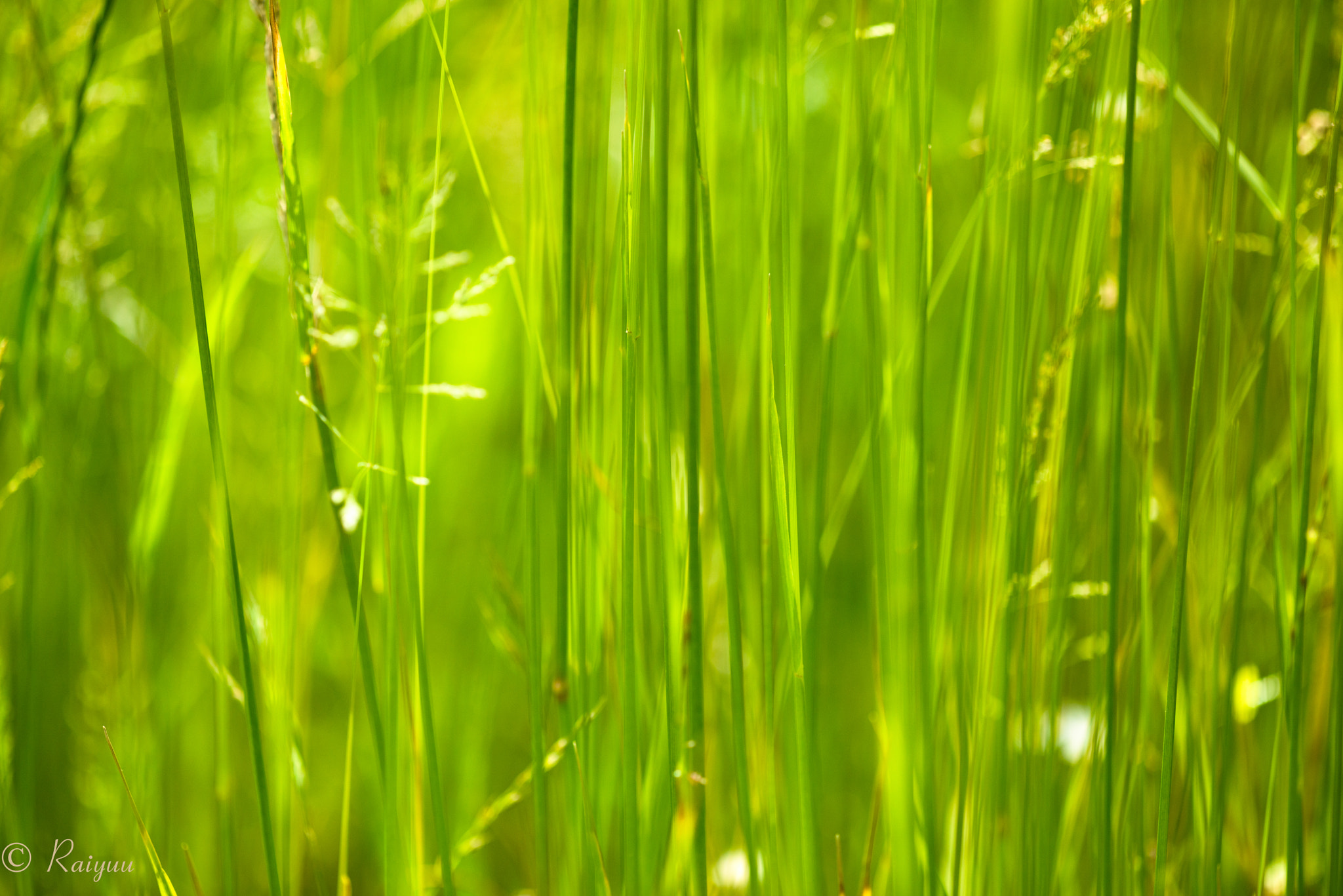 Nikon D800E + ZEISS Apo Sonnar T* 135mm F2 sample photo. Dsc_6831 photography