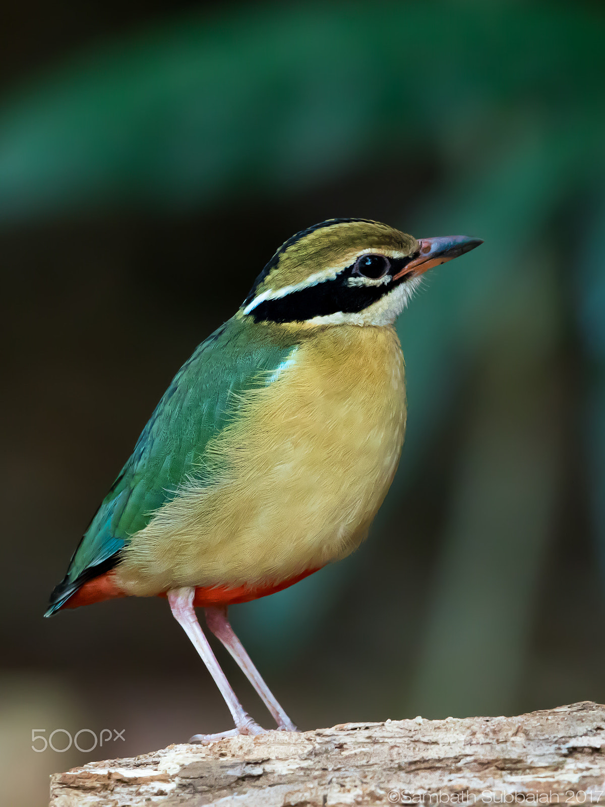 Canon EF 500mm F4L IS II USM sample photo. Indian pitta photography