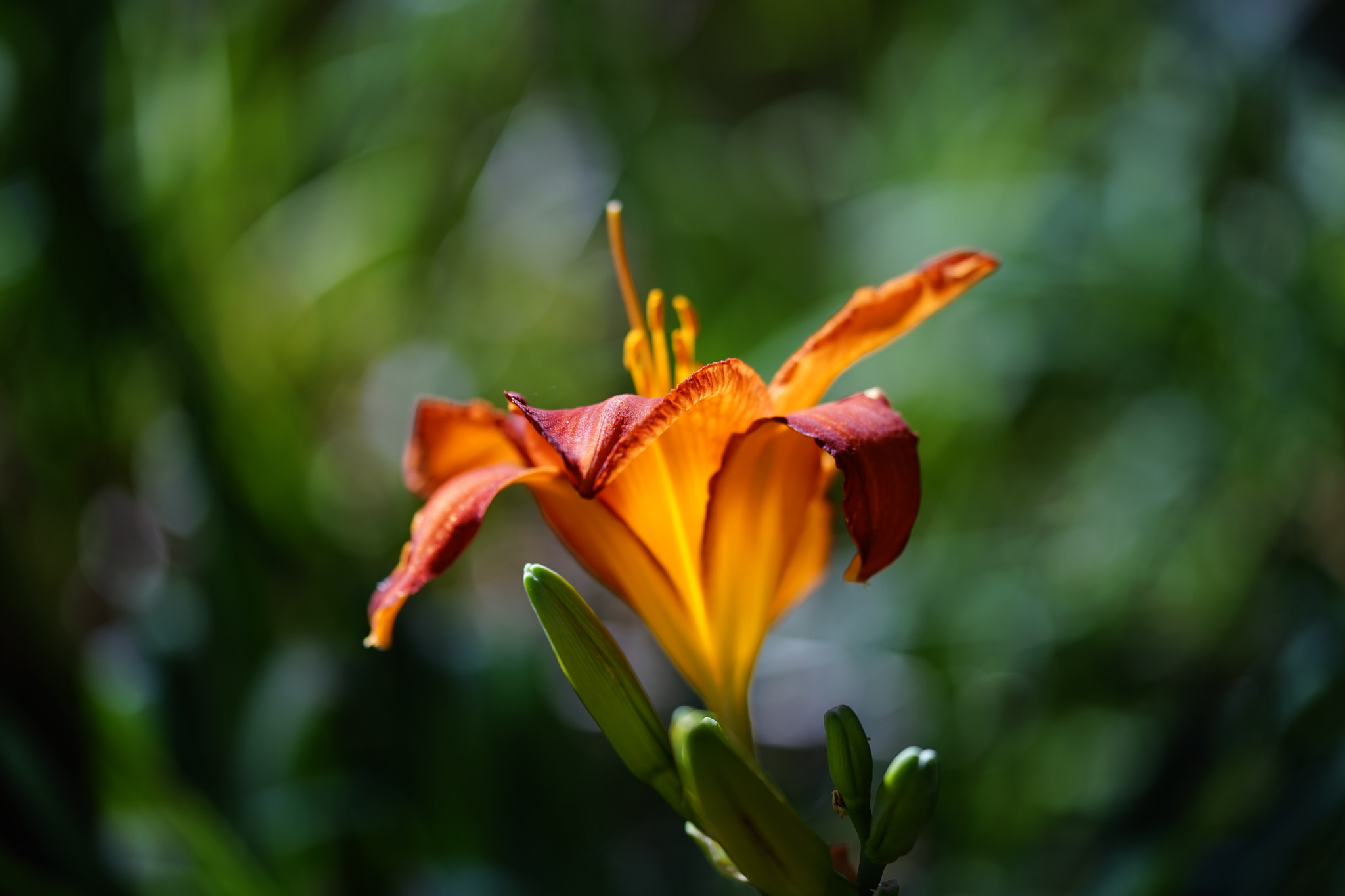 Sony a7 + 105mm F2.8 sample photo. Abg_20170218_08 photography