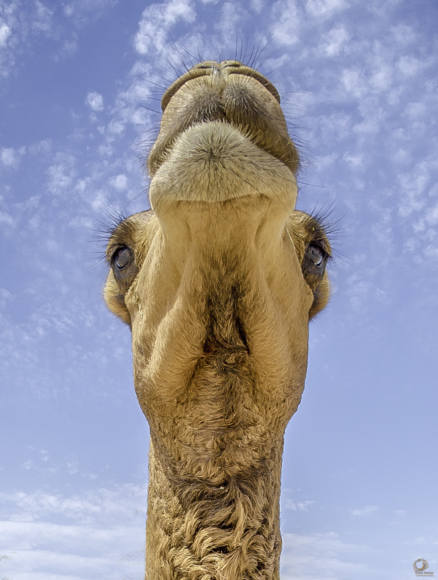 Nikon AF DX Fisheye-Nikkor 10.5mm F2.8G ED sample photo. Camels nik photography