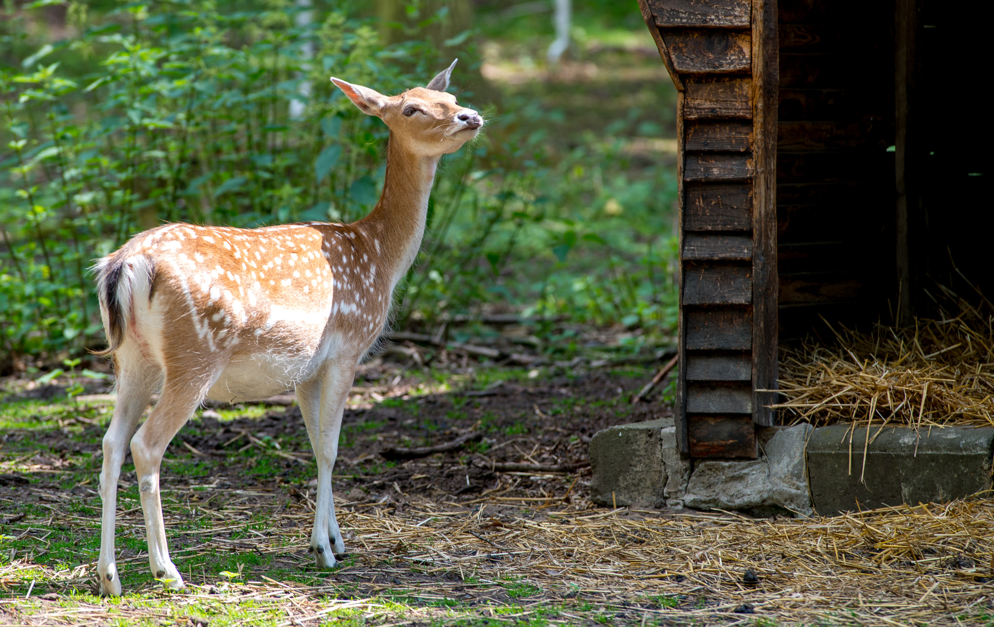 Nikon D800 + Nikon AF-S Nikkor 300mm F2.8G ED VR II sample photo. Witterung aufnehmen photography