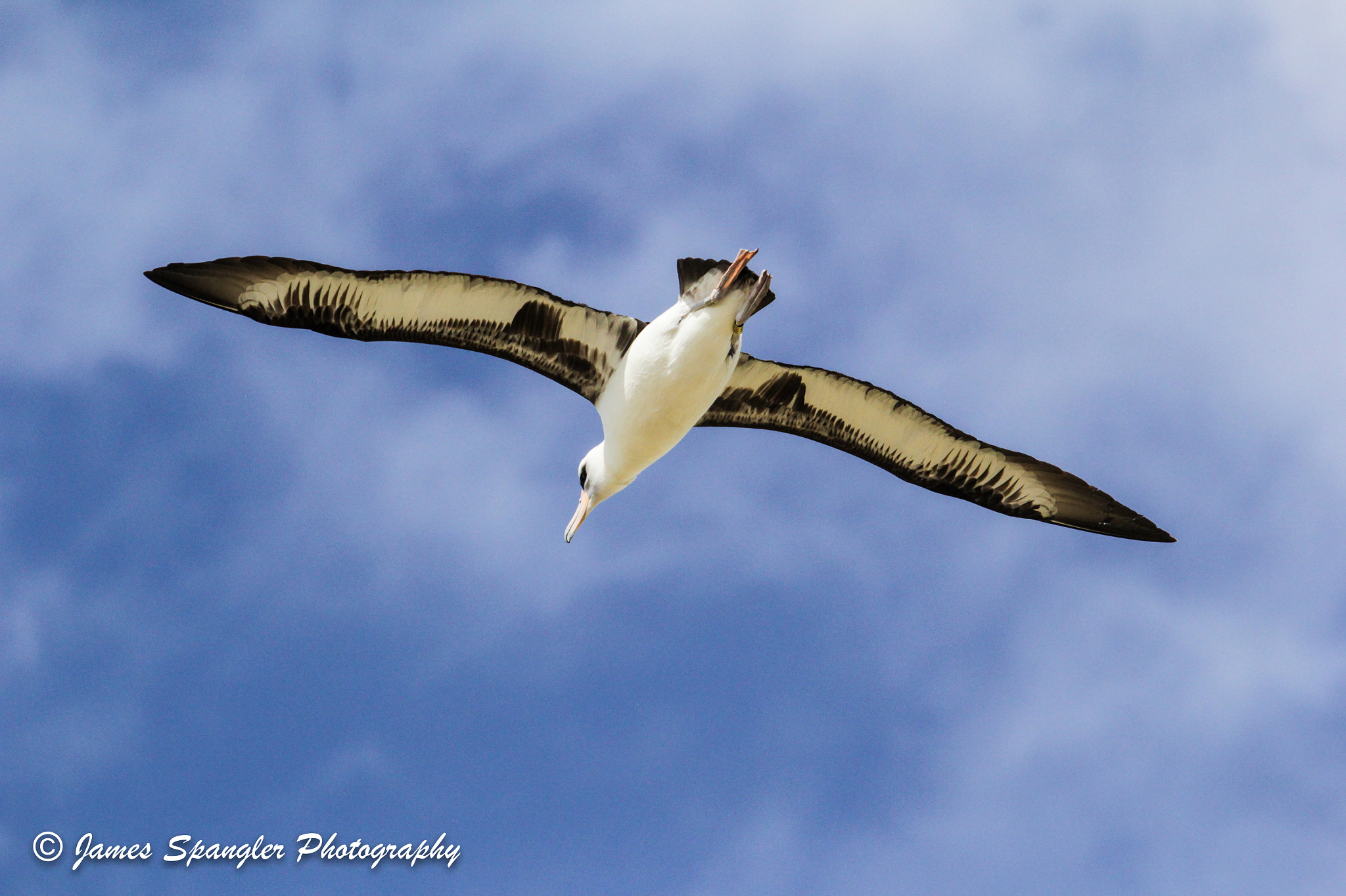 Canon EF 70-200mm F2.8L USM sample photo. Laysan albatross photography