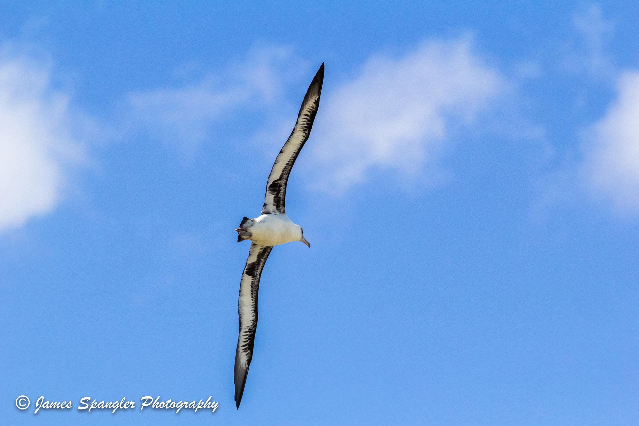 Canon EF 70-200mm F2.8L USM sample photo. Laysan albatross photography
