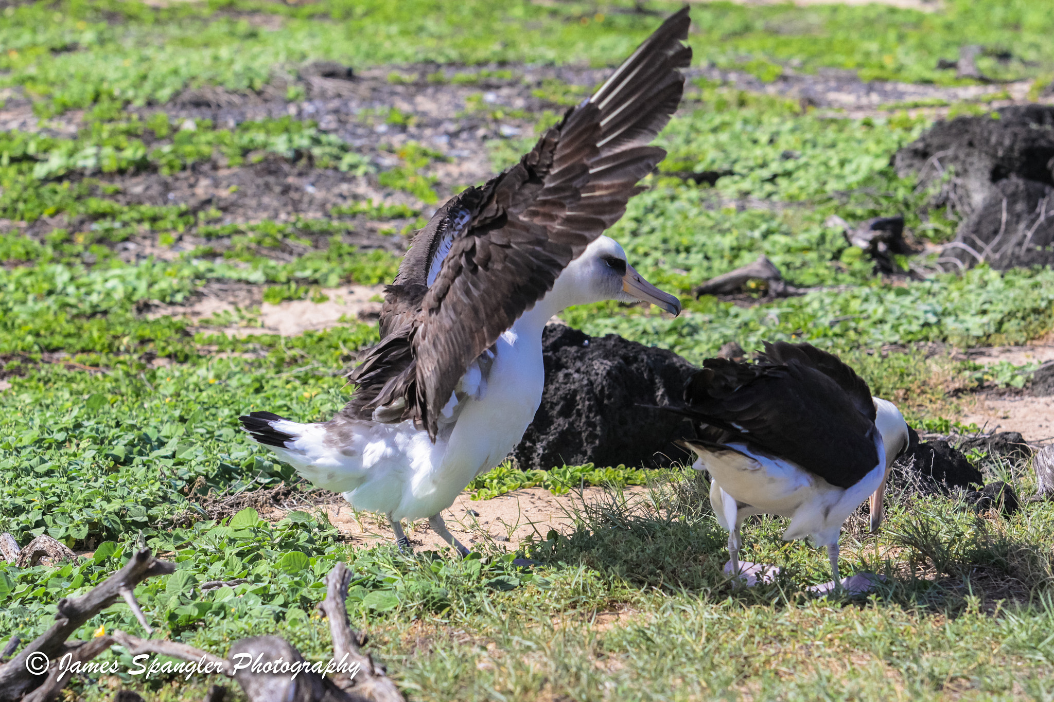 Canon EF 70-200mm F2.8L USM sample photo. Laysan albatross photography