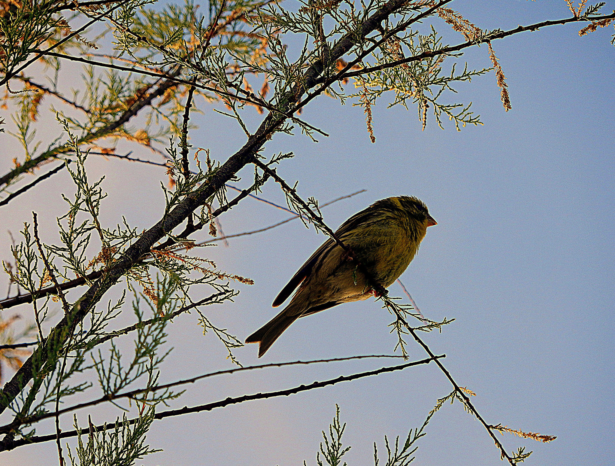 Nikon Coolpix S9700 sample photo. Il bel verzellino sta cantando felice all'alba. photography