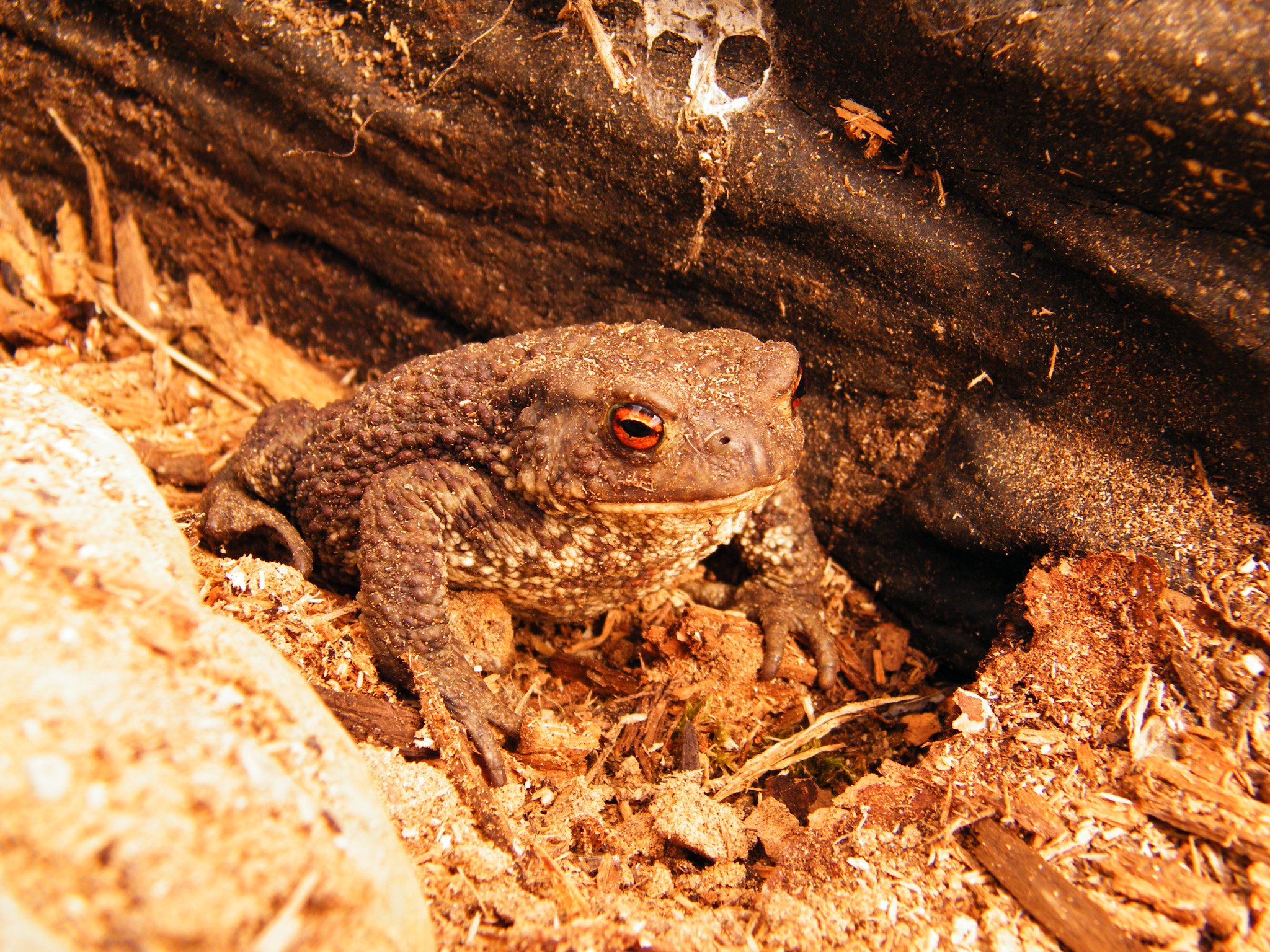 Fujifilm FinePix S2000HD sample photo. Toad photography