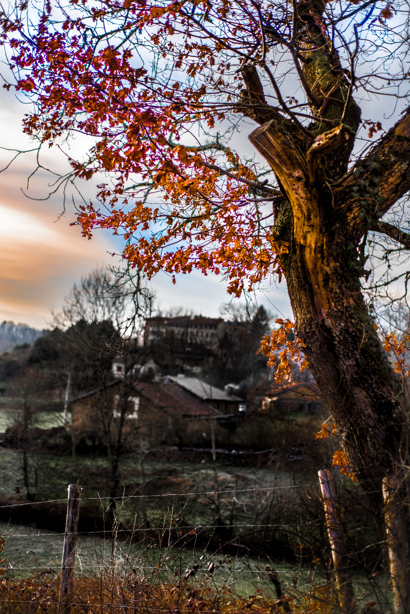 Nikon D750 + AF Nikkor 50mm f/1.8 sample photo. Tree photography