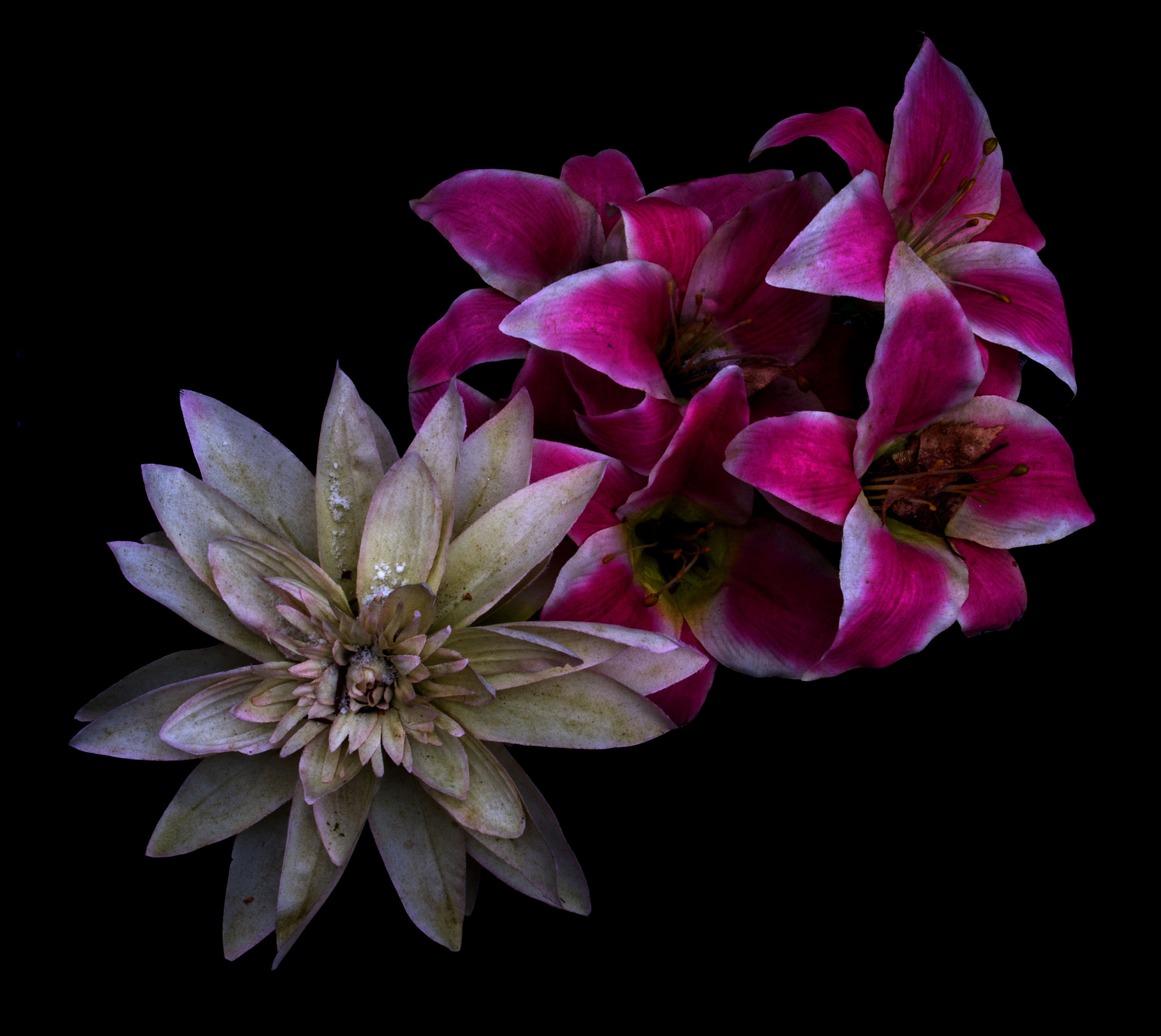 Olympus PEN E-PL1 sample photo. Flowerpower photography