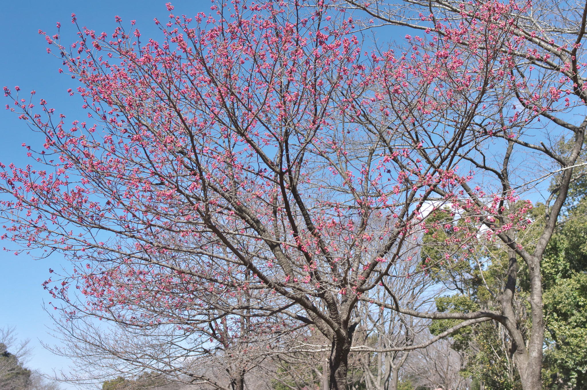 Pentax smc FA 31mm F1.8 AL Limited sample photo. Seen before..... photography