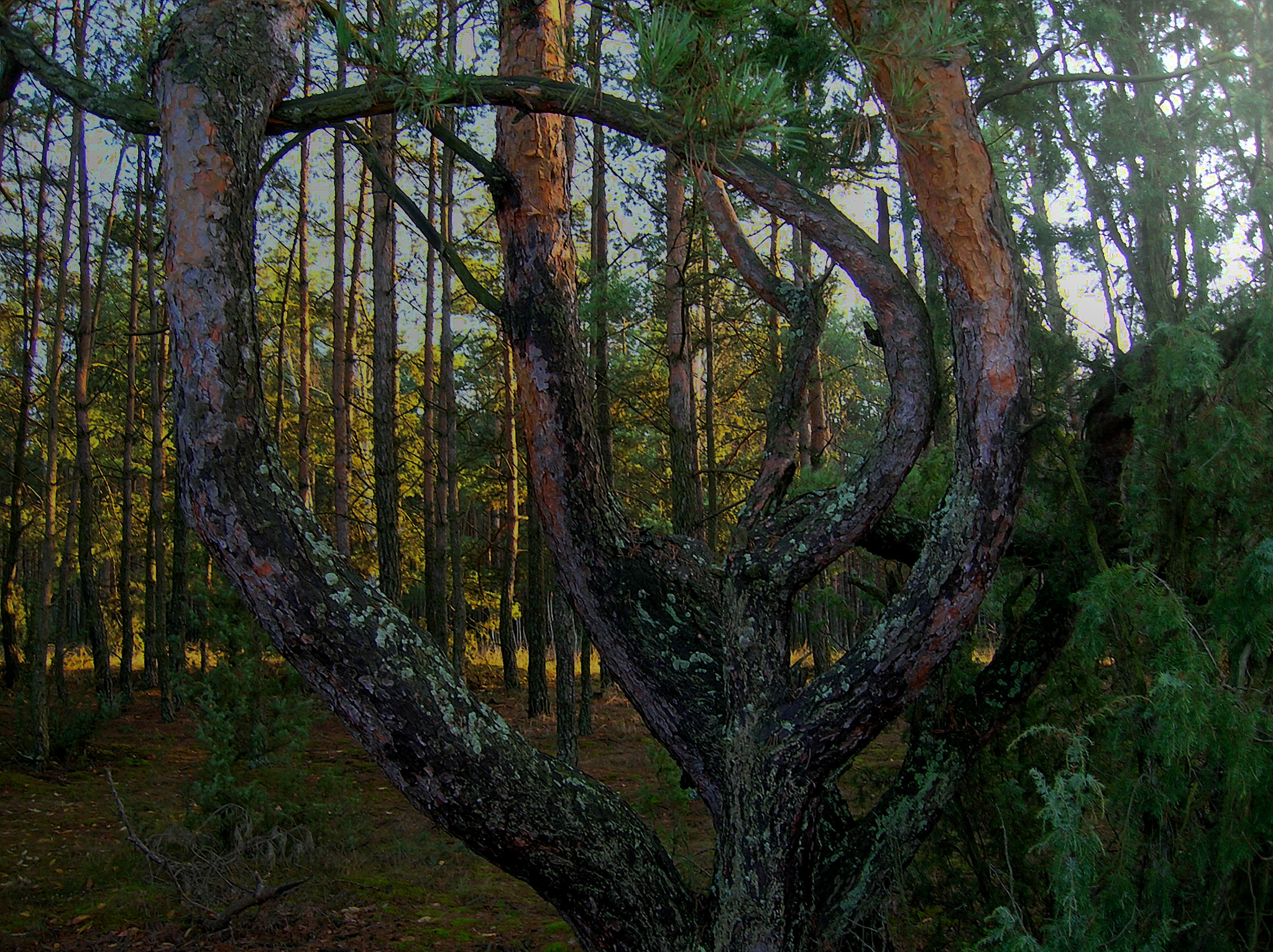 Nikon E4600 sample photo. Tree photography