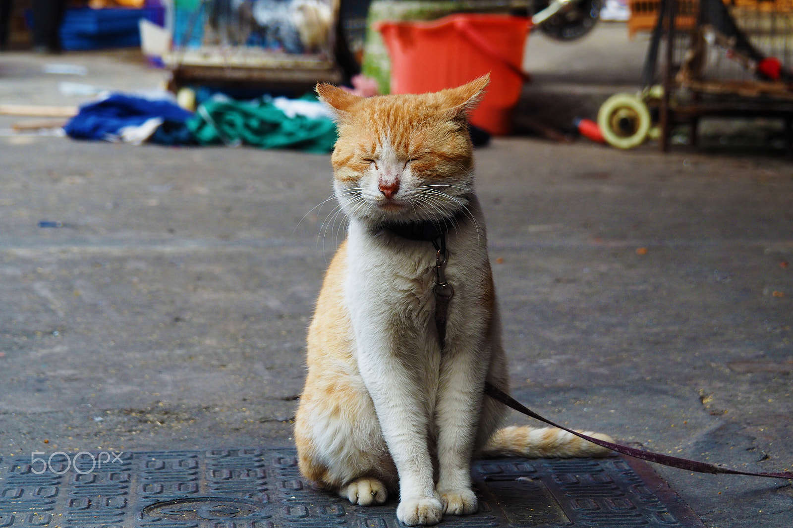 OLYMPUS M.14-150mm F4.0-5.6 II sample photo. 猫叔 photography
