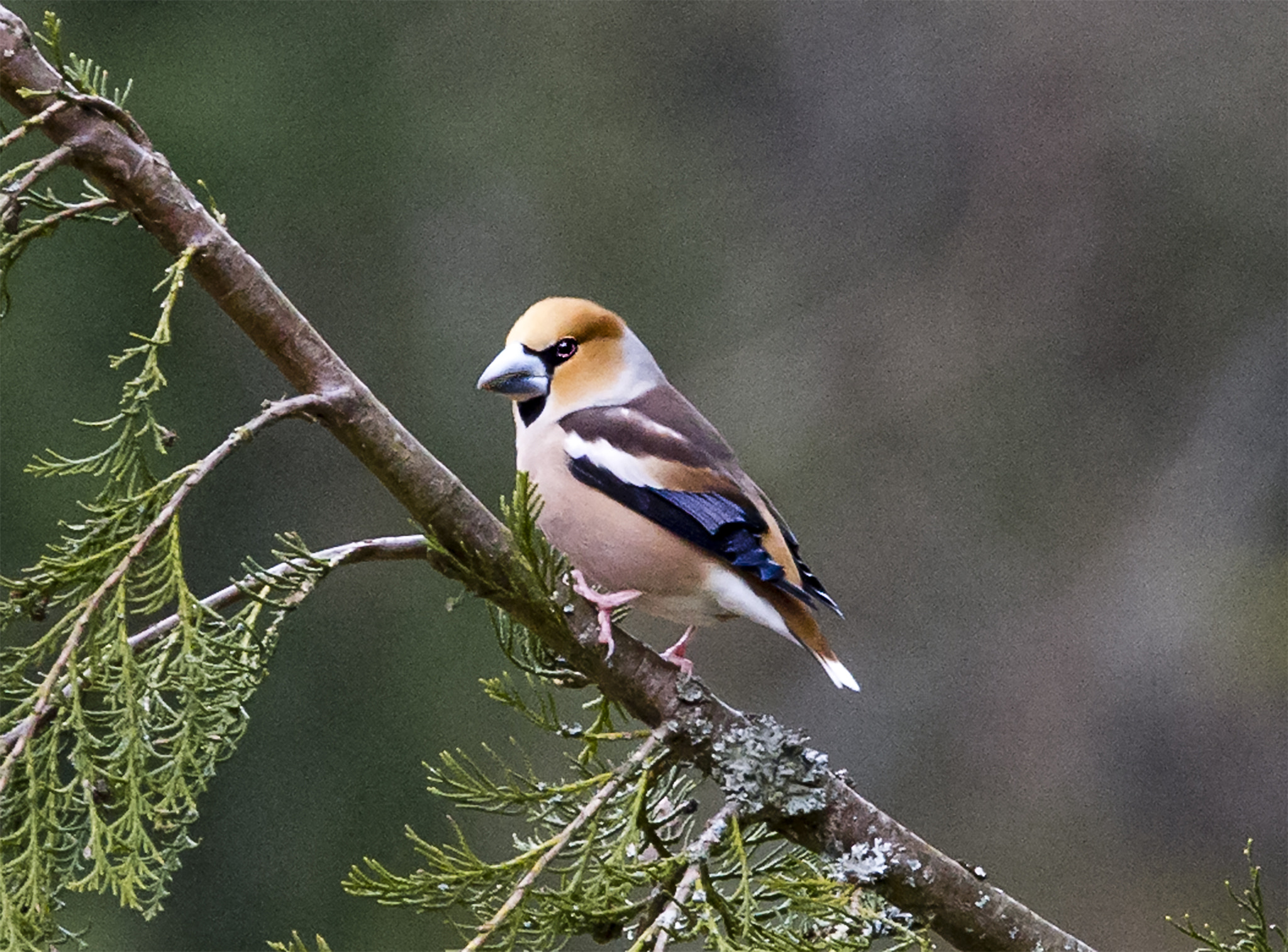 Sigma 150-600mm F5-6.3 DG OS HSM | C sample photo. Haw finch - kernbeißer photography