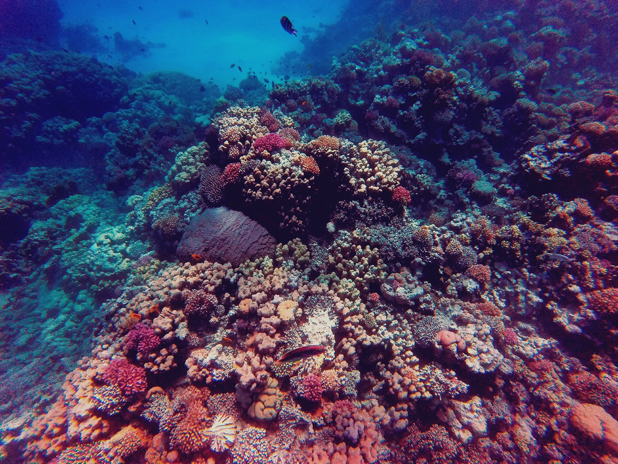GoPro HERO sample photo. Red sea 7 photography