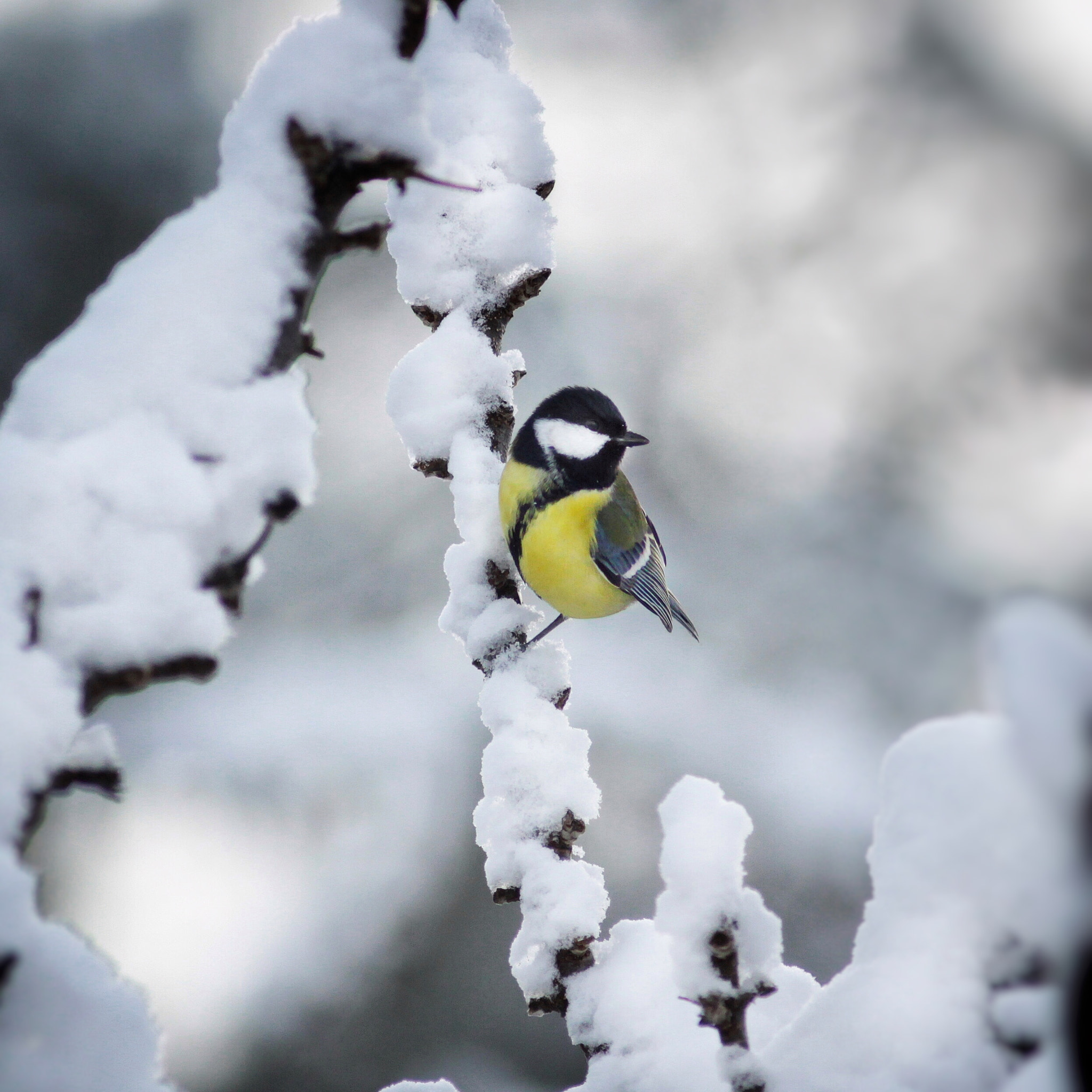 Canon EOS 50D + Canon EF 300mm F4L IS USM sample photo. Winter is back... photography
