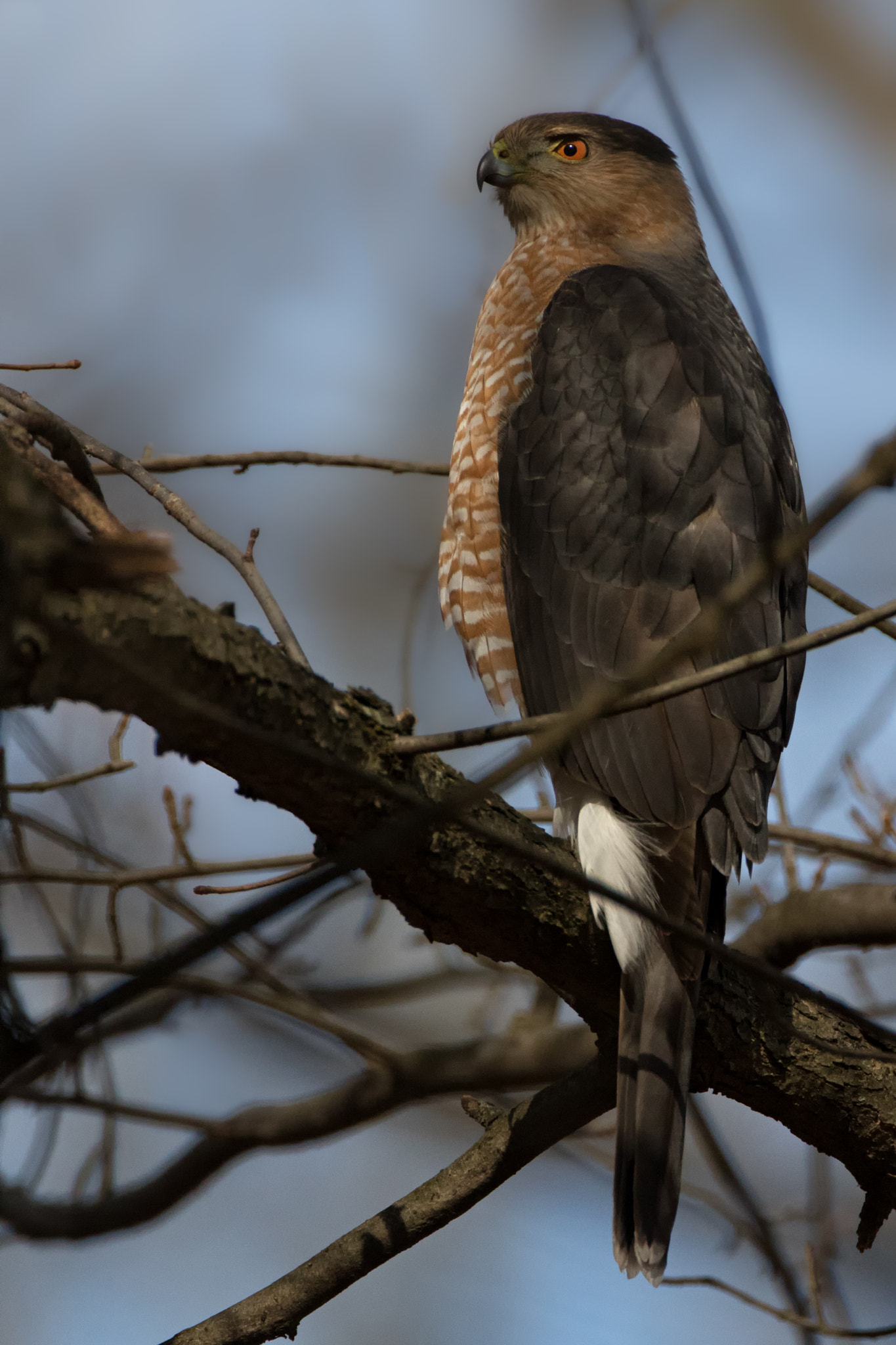 Canon EF 500mm F4L IS USM sample photo. Cooper's photography