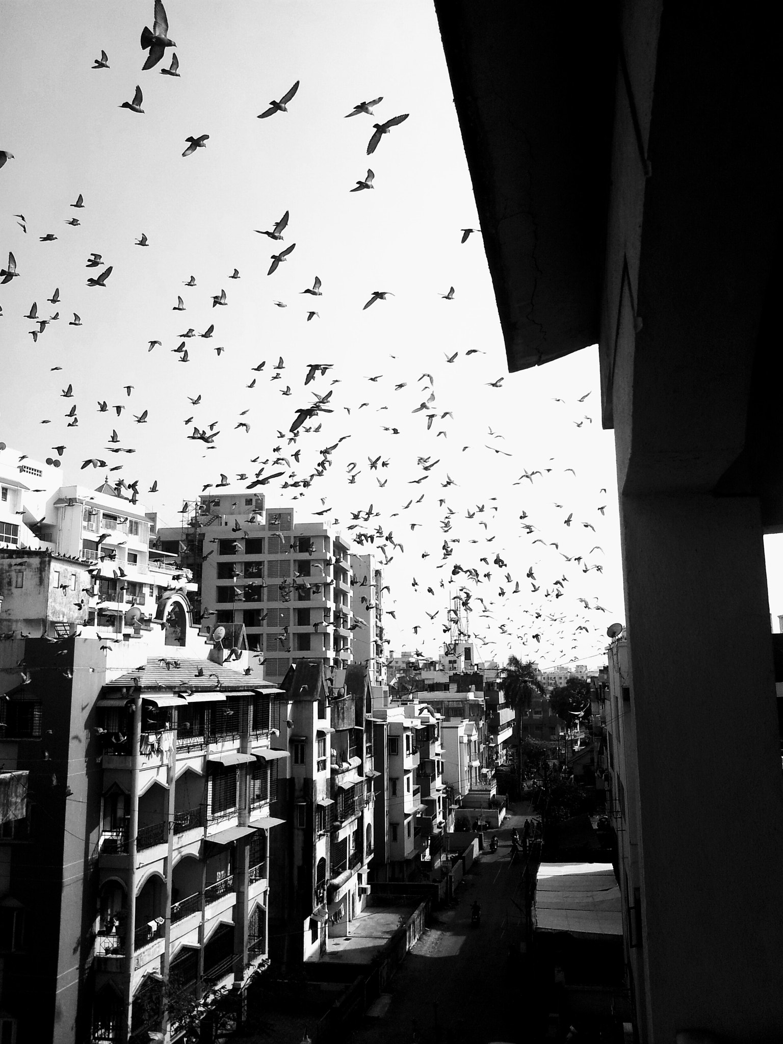 Samsung Galaxy Note sample photo. Pigeon attack photography