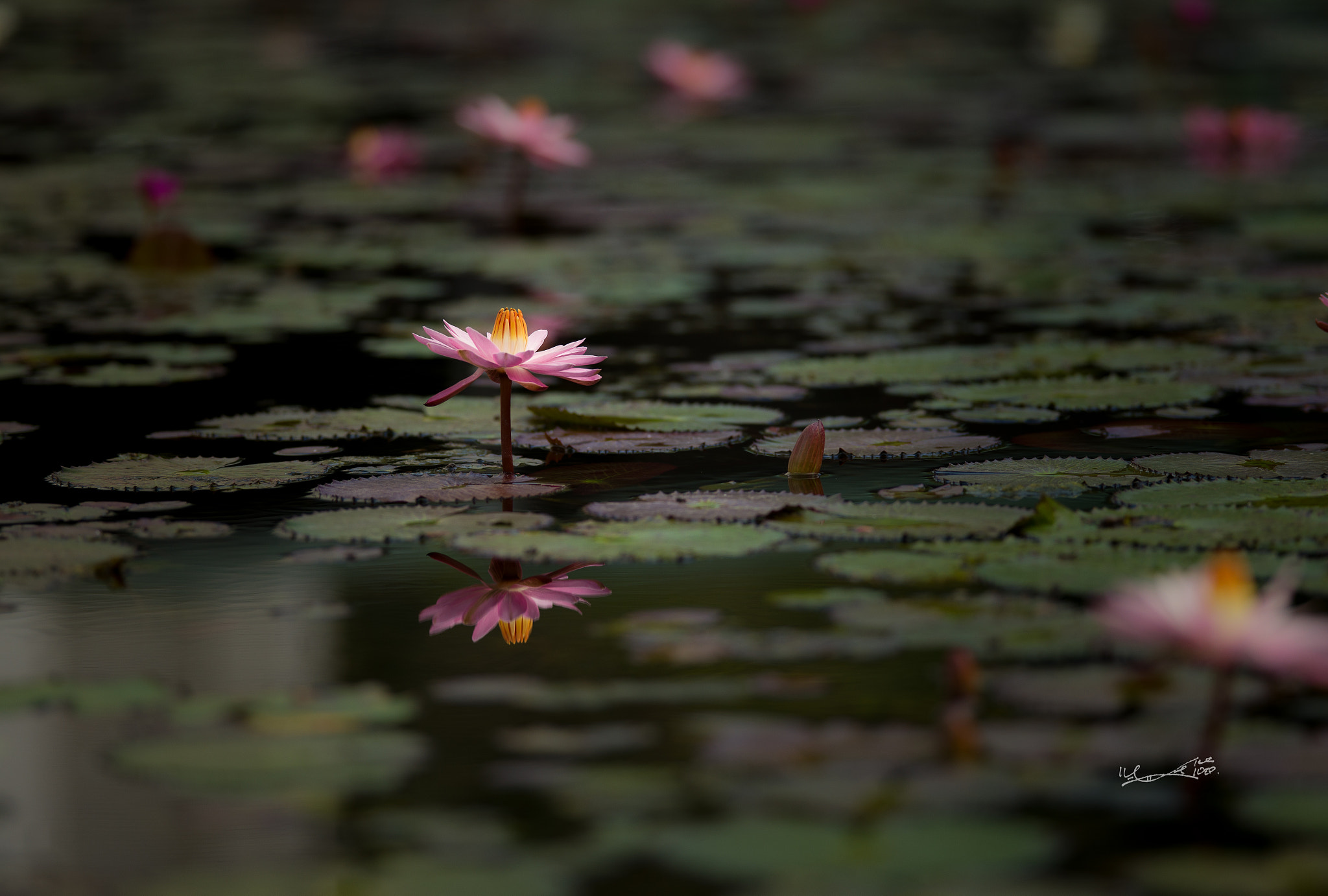 Leica M (Typ 240) sample photo. 浮華美與不安分的內心 photography