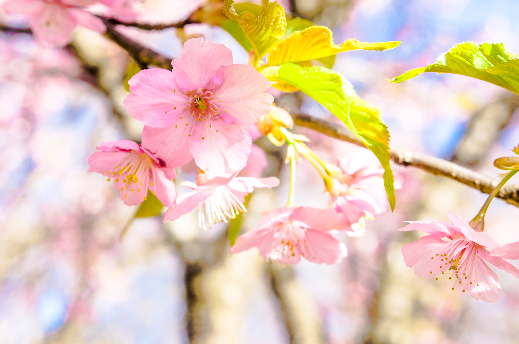 Pentax K-5 IIs sample photo. Cherry blossom photography
