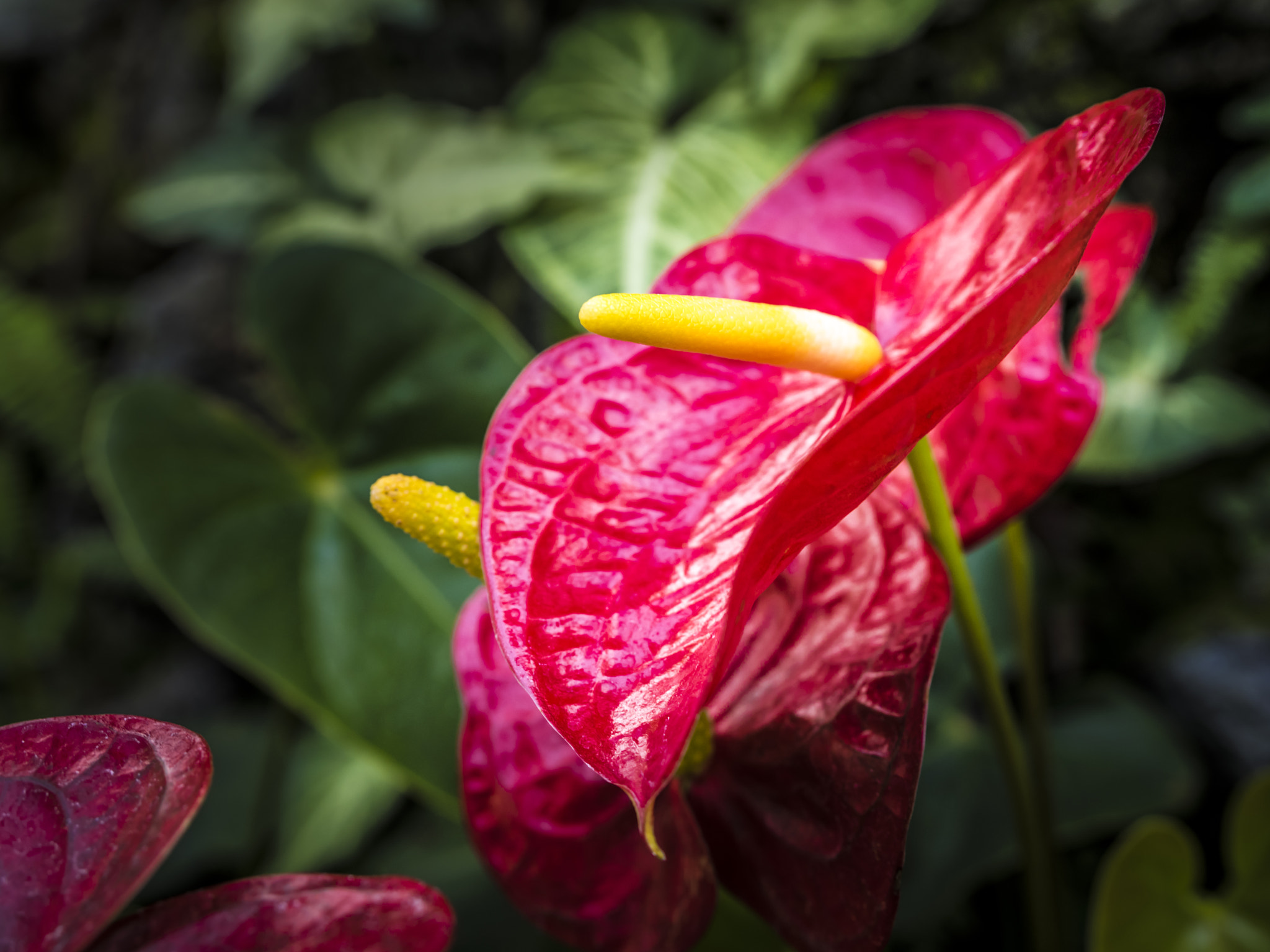 Pentax 645Z sample photo. Tropical flower photography