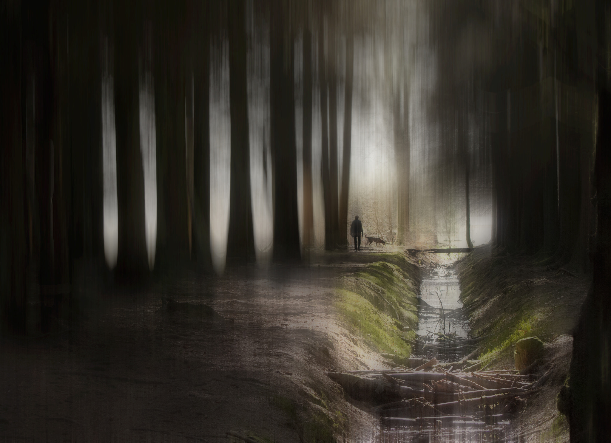 Nikon D300 sample photo. Out of the dark wood photography