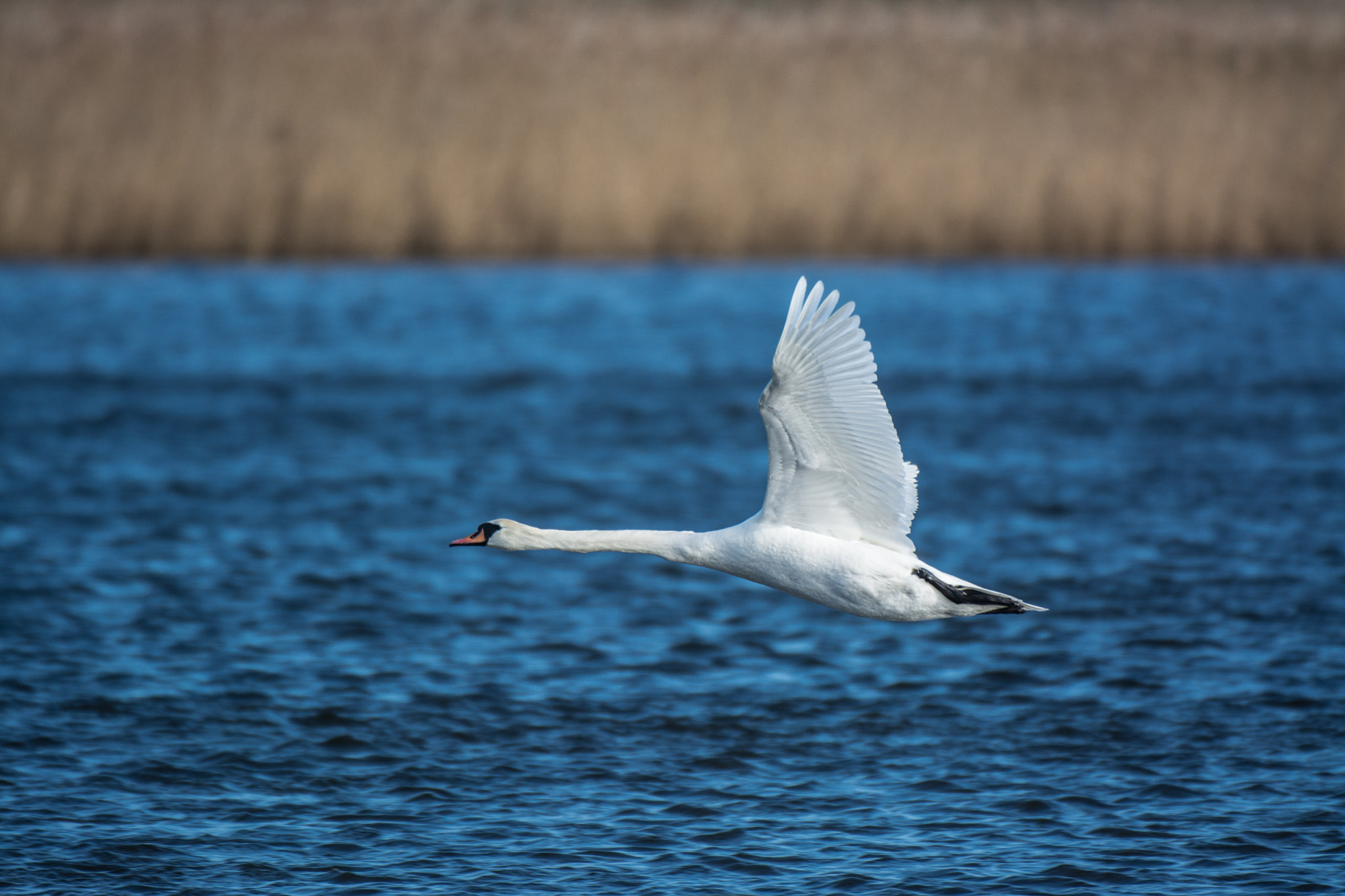 Nikon AF-S Nikkor 200-400mm F4G ED-IF VR sample photo. Today i went birding again photography