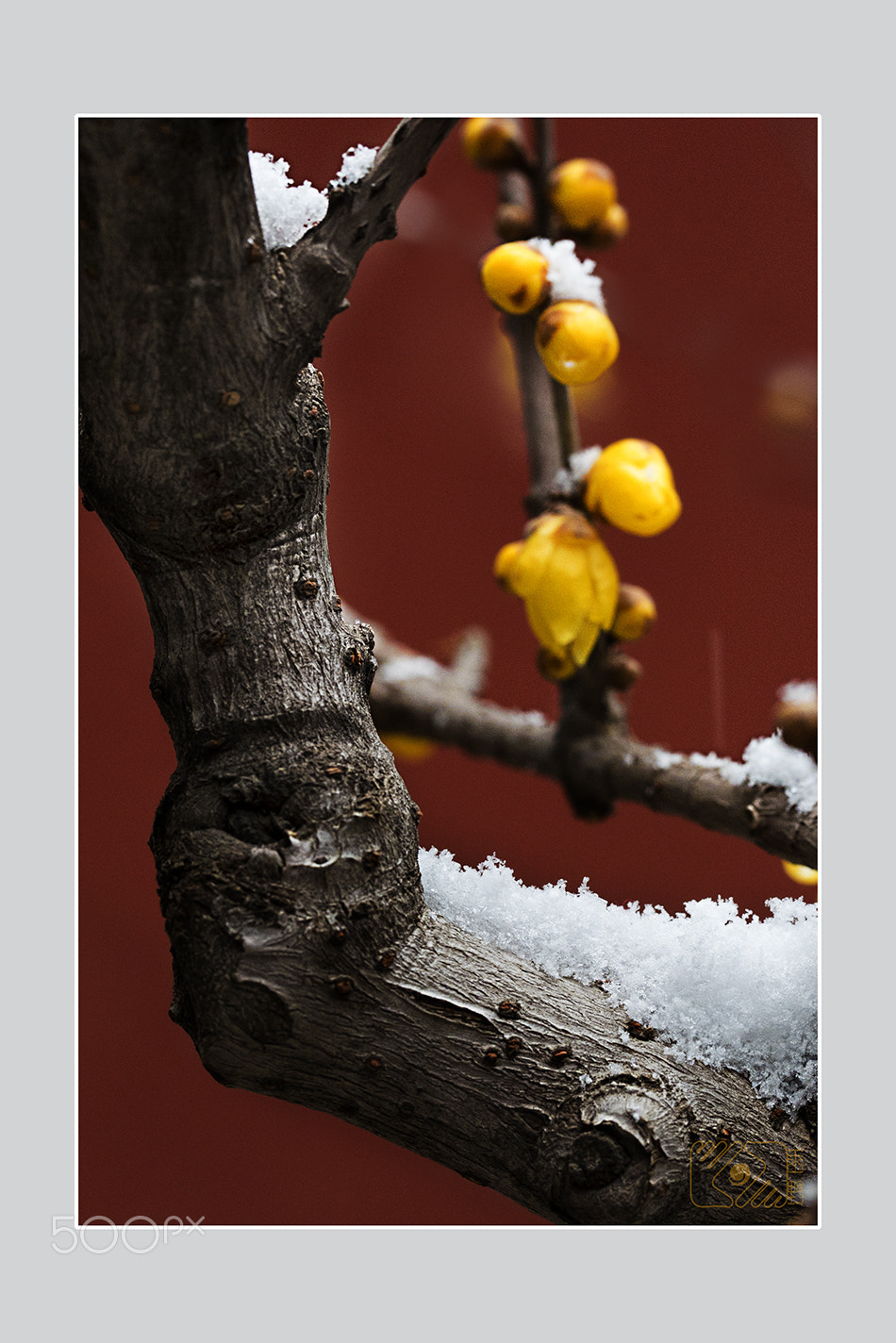 Canon EOS-1D X Mark II + Canon EF 100mm F2.8L Macro IS USM sample photo. Winter sweet and snow photography