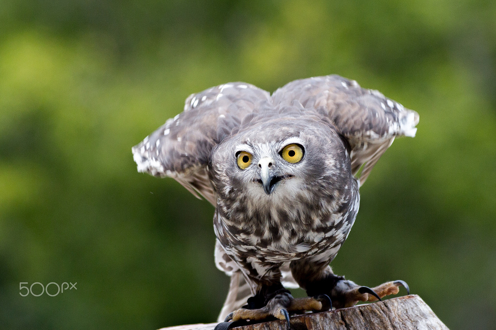 Sigma 70-300mm F4-5.6 APO DG Macro sample photo. Barking owl ready to start photography
